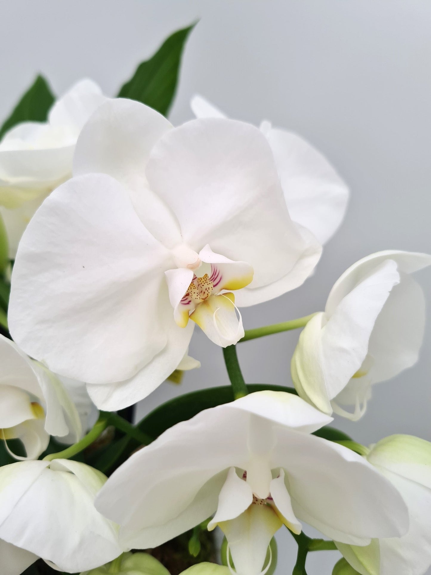 Arrangements de plantes d'intérieur (terrine de plantes) - Osiris Fleurs