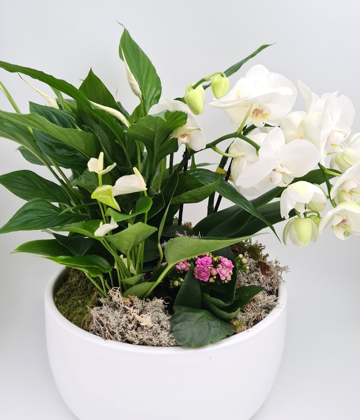 Arrangements de plantes d'intérieur (terrine de plantes) - Osiris Fleurs