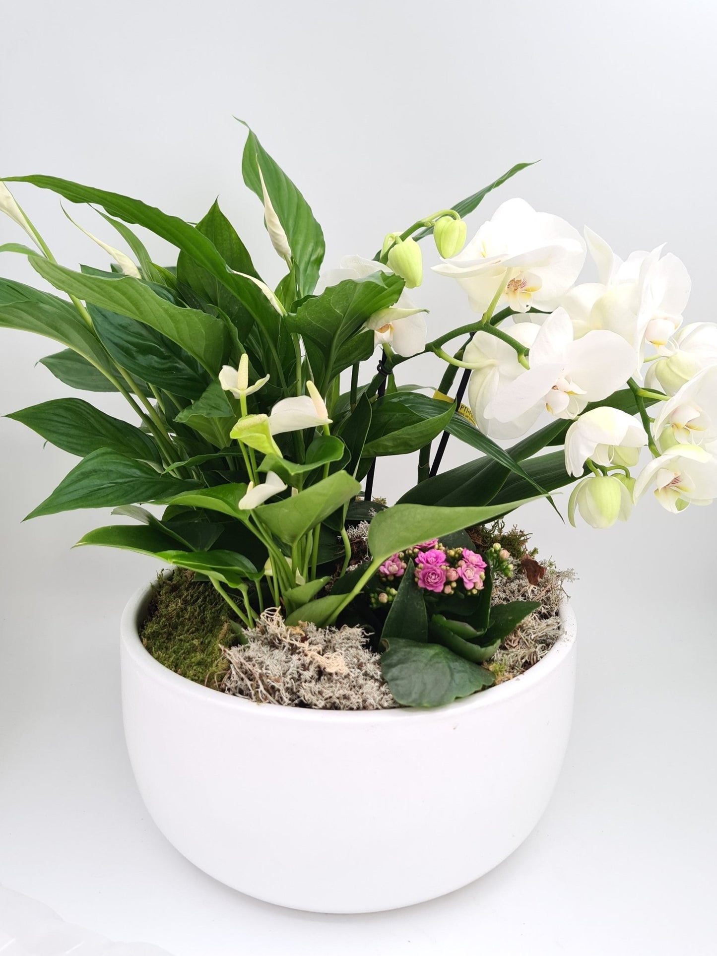 Arrangements de plantes d'intérieur (terrine de plantes) - Osiris Fleurs