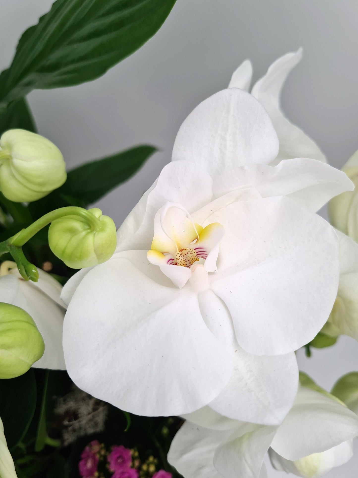 Arrangements de plantes d'intérieur (terrine de plantes) - Osiris Fleurs