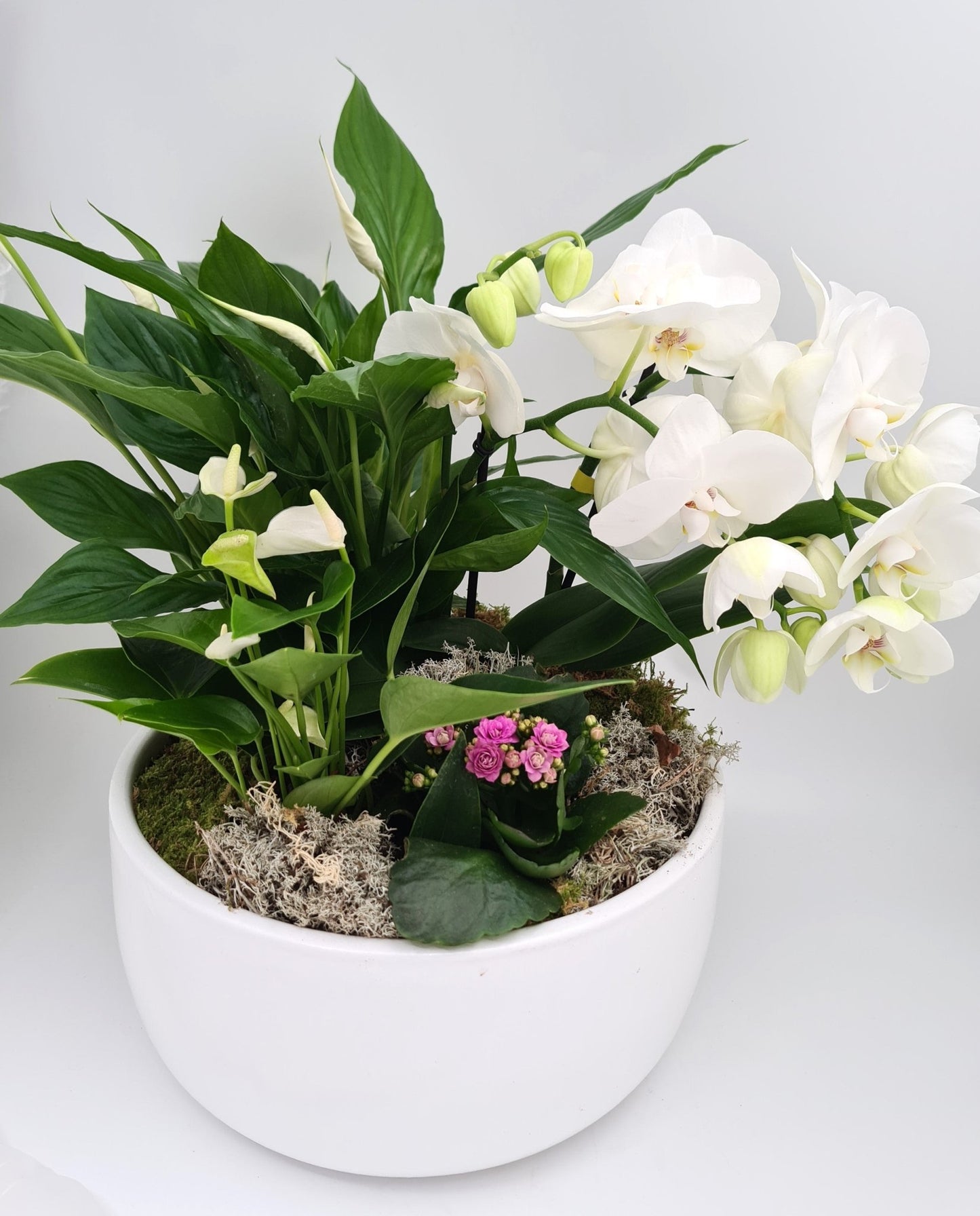 Arrangements de plantes d'intérieur (terrine de plantes) - Osiris Fleurs