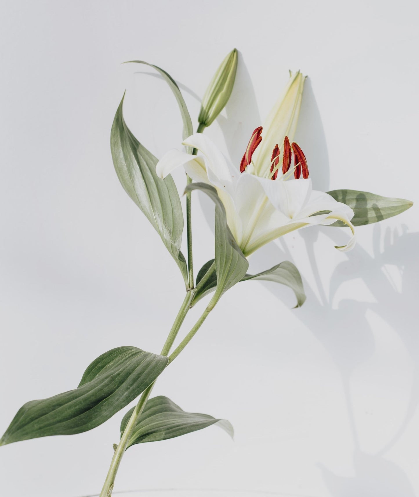 Bouquet annuel - Lys Blanc Oriental - Osiris Fleurs