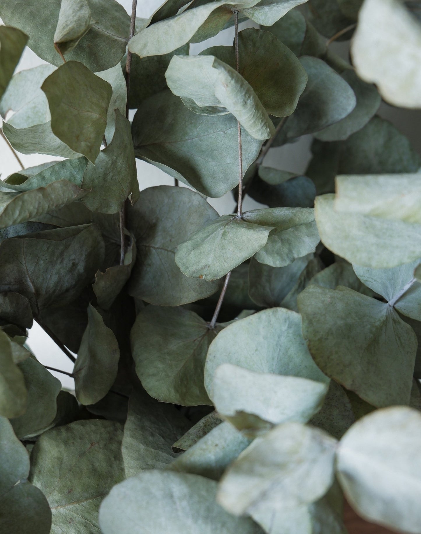 Bouquet d'eucalyptus - Osiris Fleurs