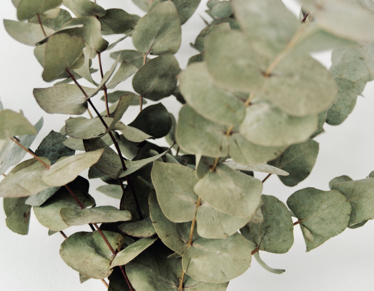Bouquet d'eucalyptus - Osiris Fleurs