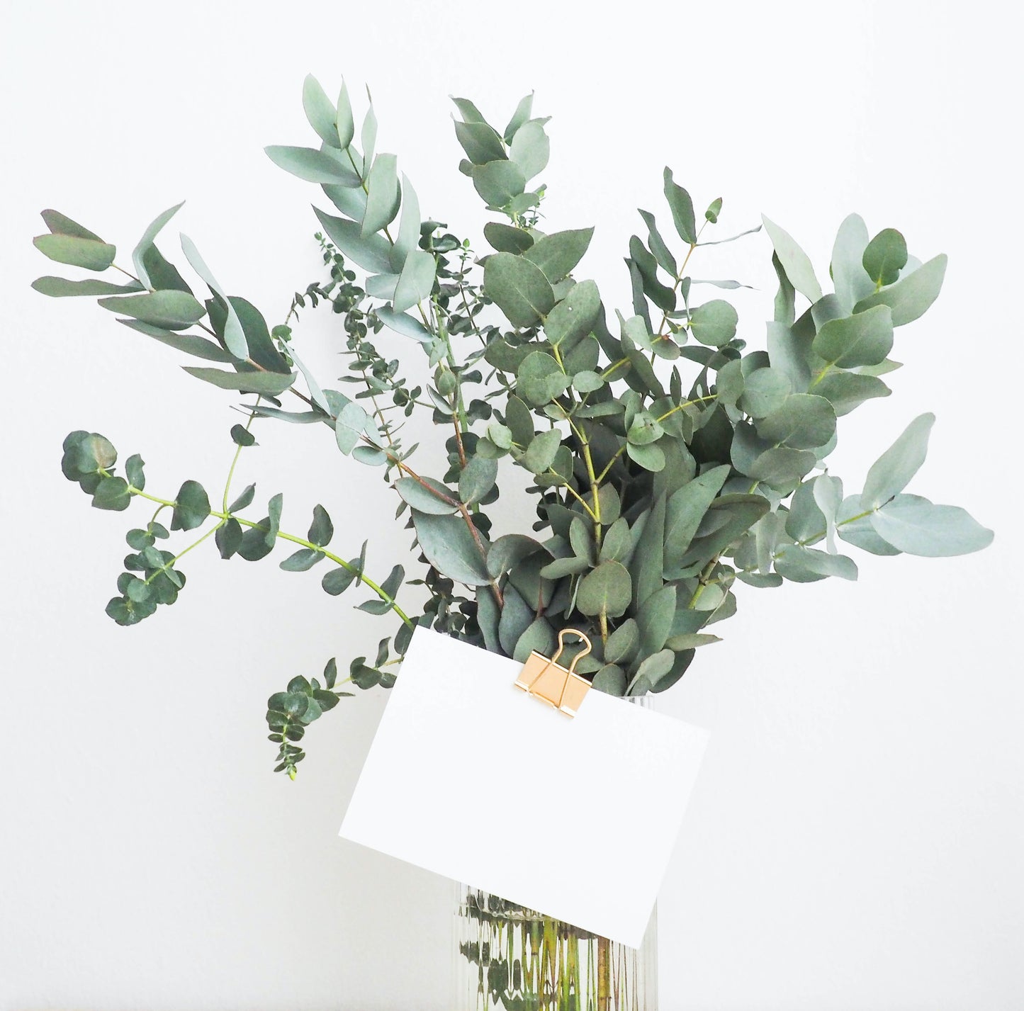 Bouquet d'eucalyptus