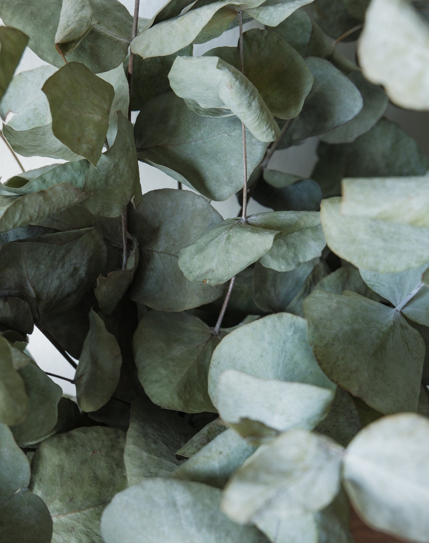 Bouquet d'eucalyptus