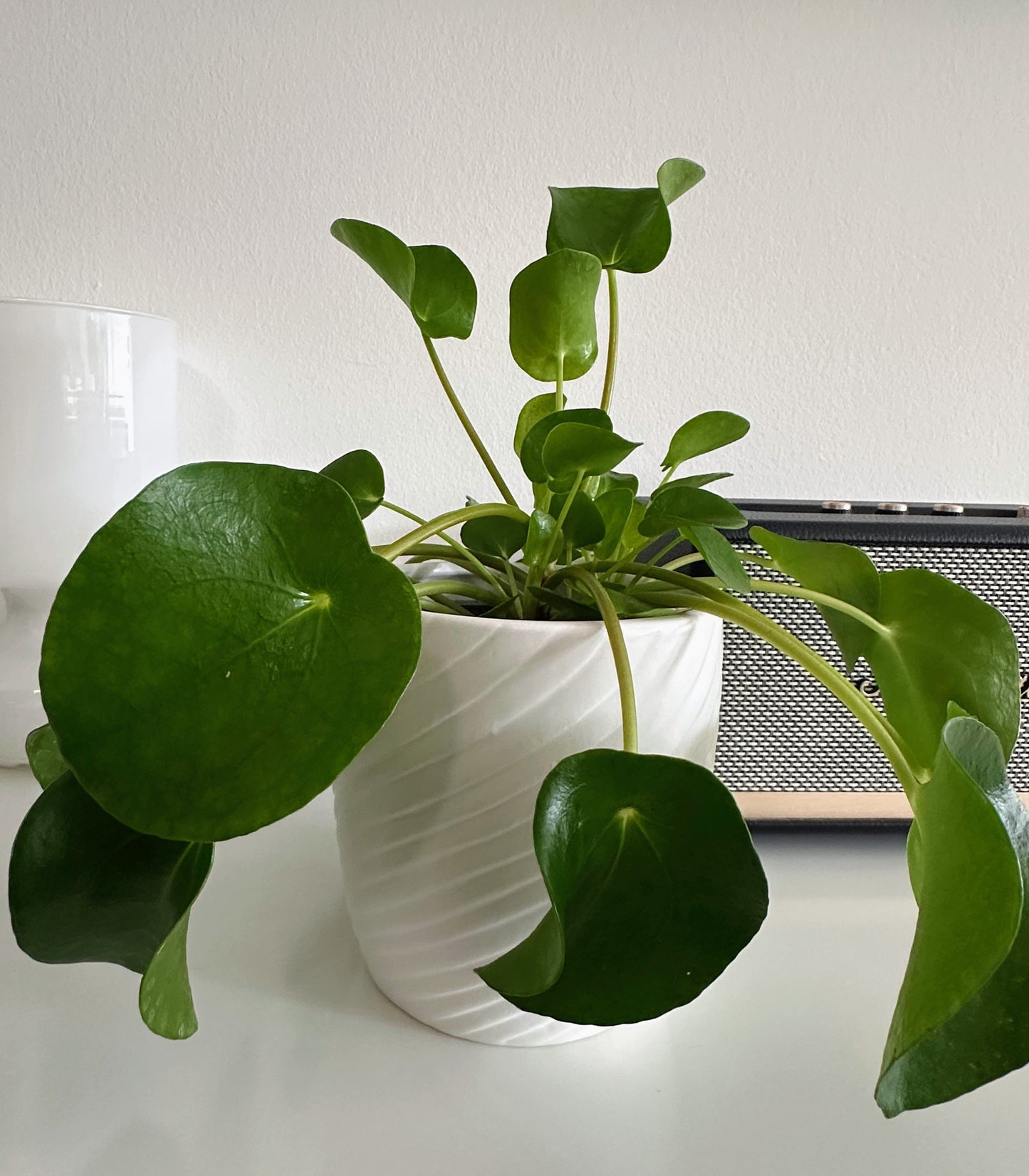 Green Plant - Jade Tree (Crassula)