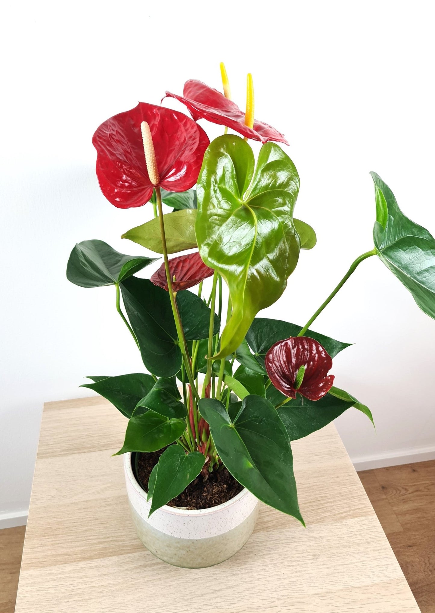 Plante Verte - Anthurium - Langue de feu - Osiris Fleurs