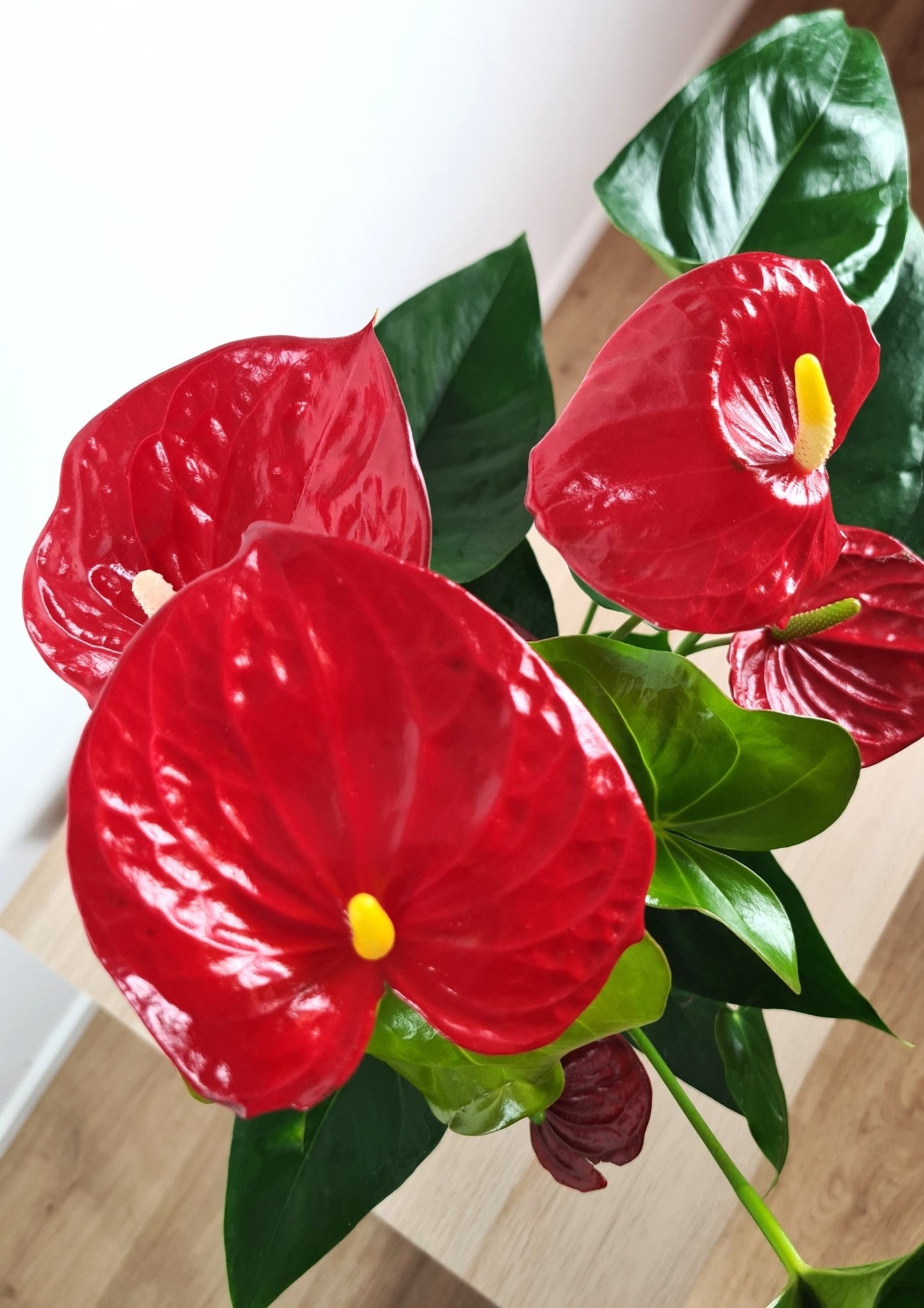 Plante Verte - Anthurium - Langue de feu - Osiris Fleurs