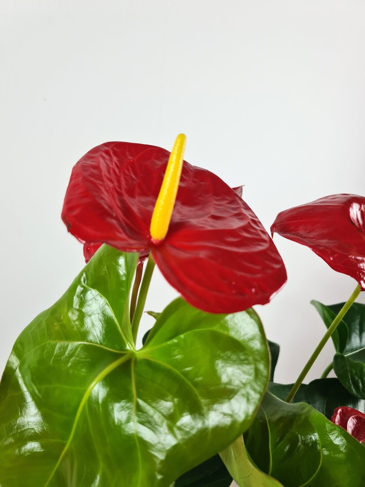 Plante Verte - Anthurium - Langue de feu - Osiris Fleurs