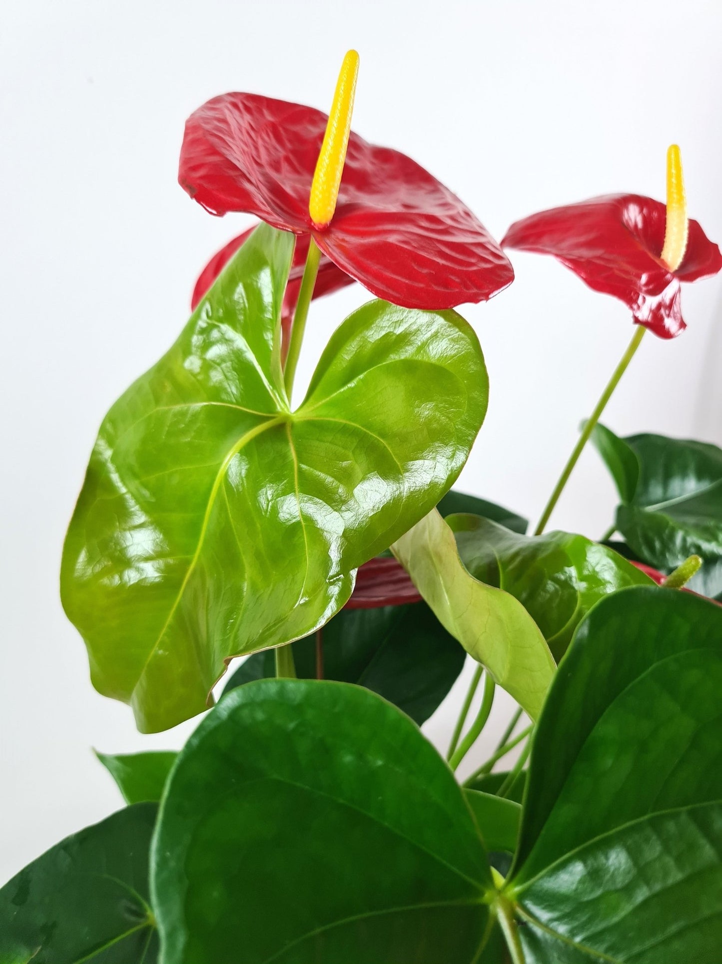Plante Verte - Anthurium - Langue de feu - Osiris Fleurs