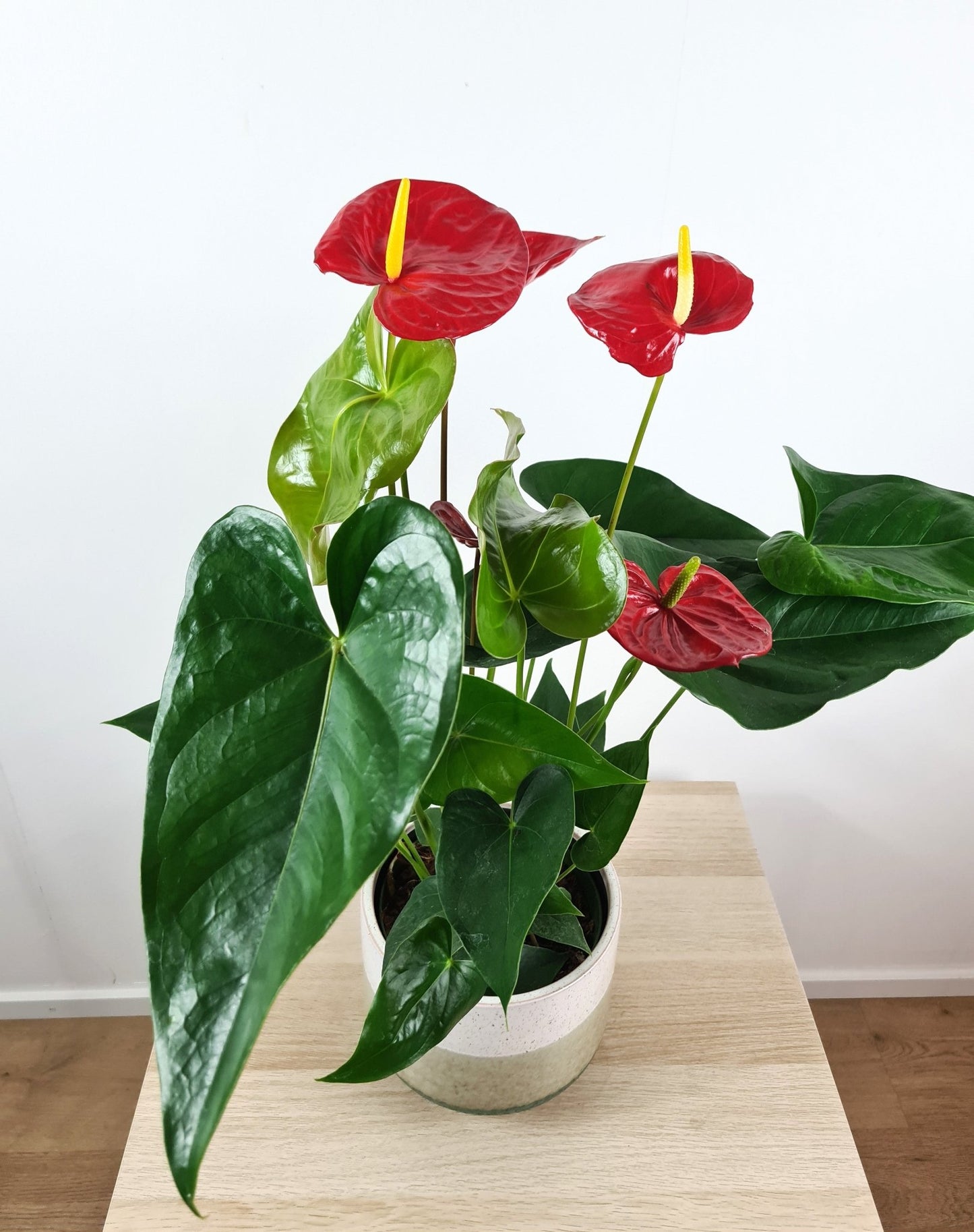 Plante Verte - Anthurium - Langue de feu - Osiris Fleurs