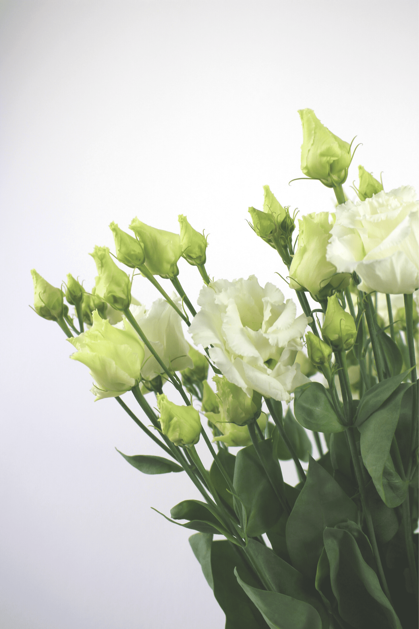 Bouquet annuel - Lisianthus