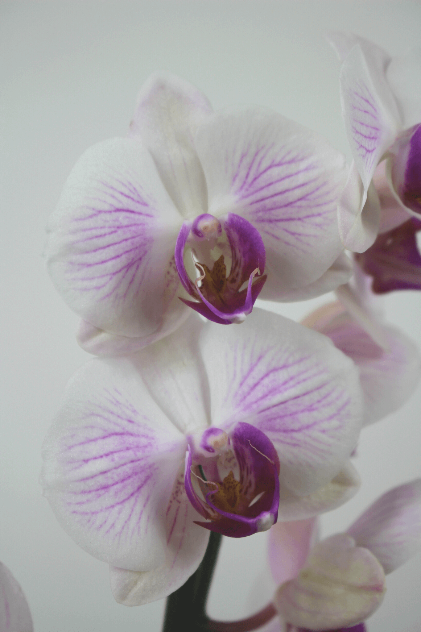 Orchidée premium avec cache-pot