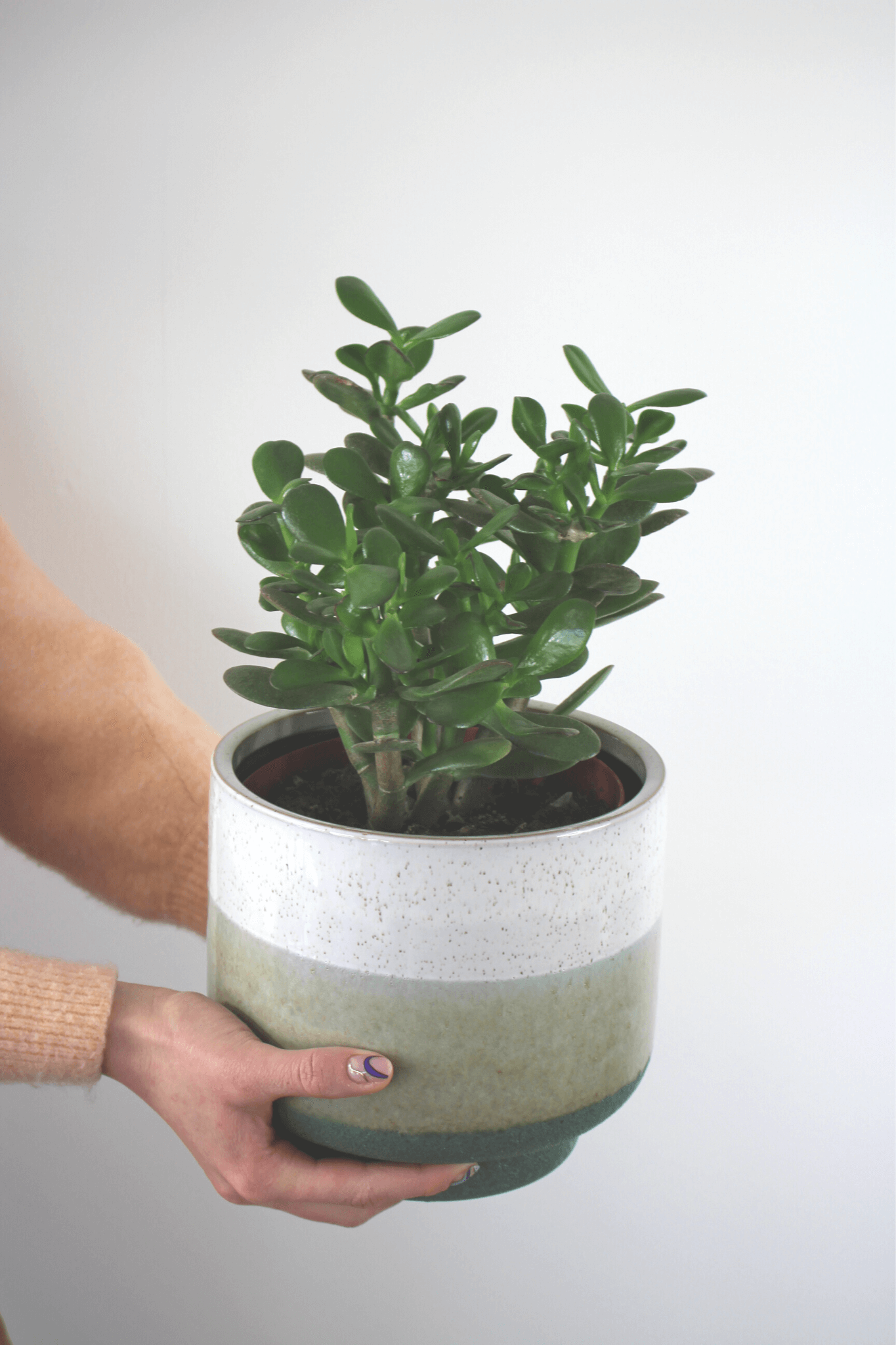 Plante Verte - Arbre de Jade ( Crasula)