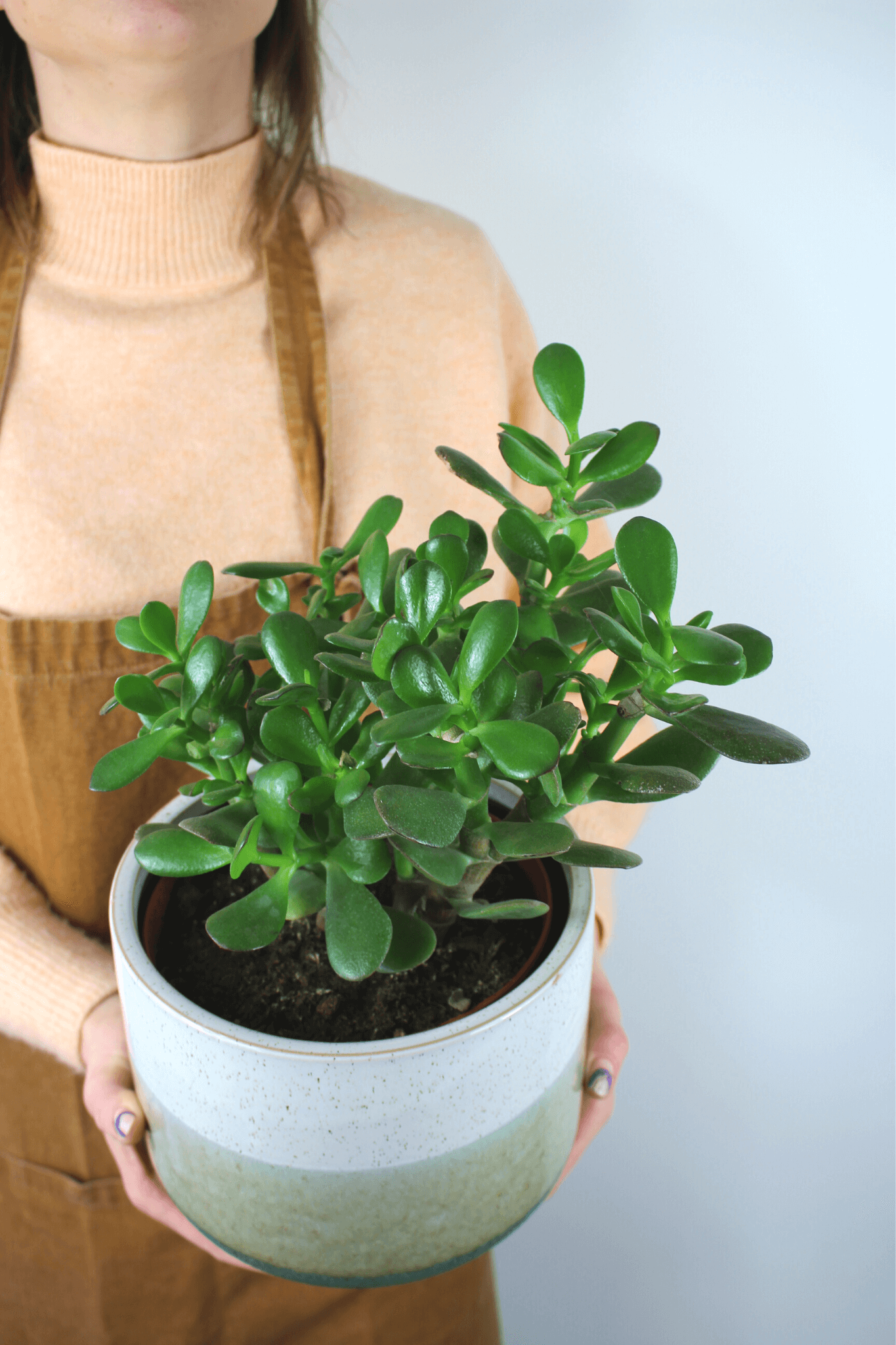 Plante Verte - Arbre de Jade ( Crasula)