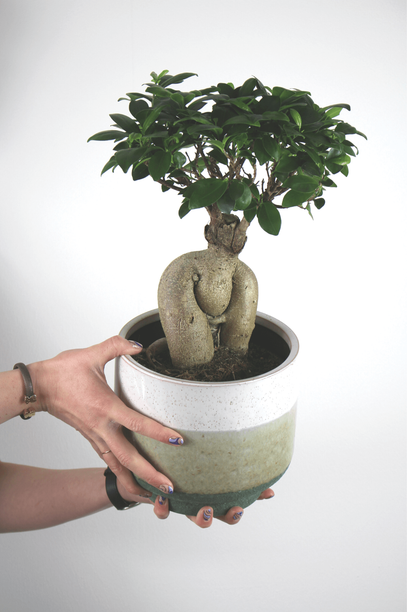 Plante Verte - Ficus ''Bonsai''