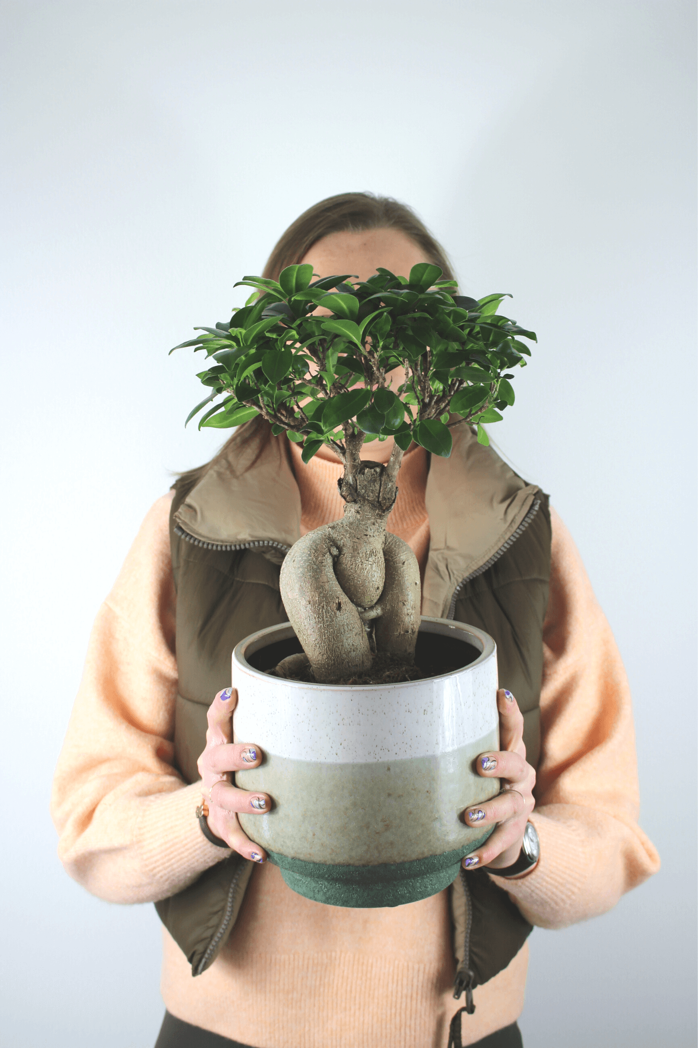 Plante Verte - Ficus ''Bonsai''