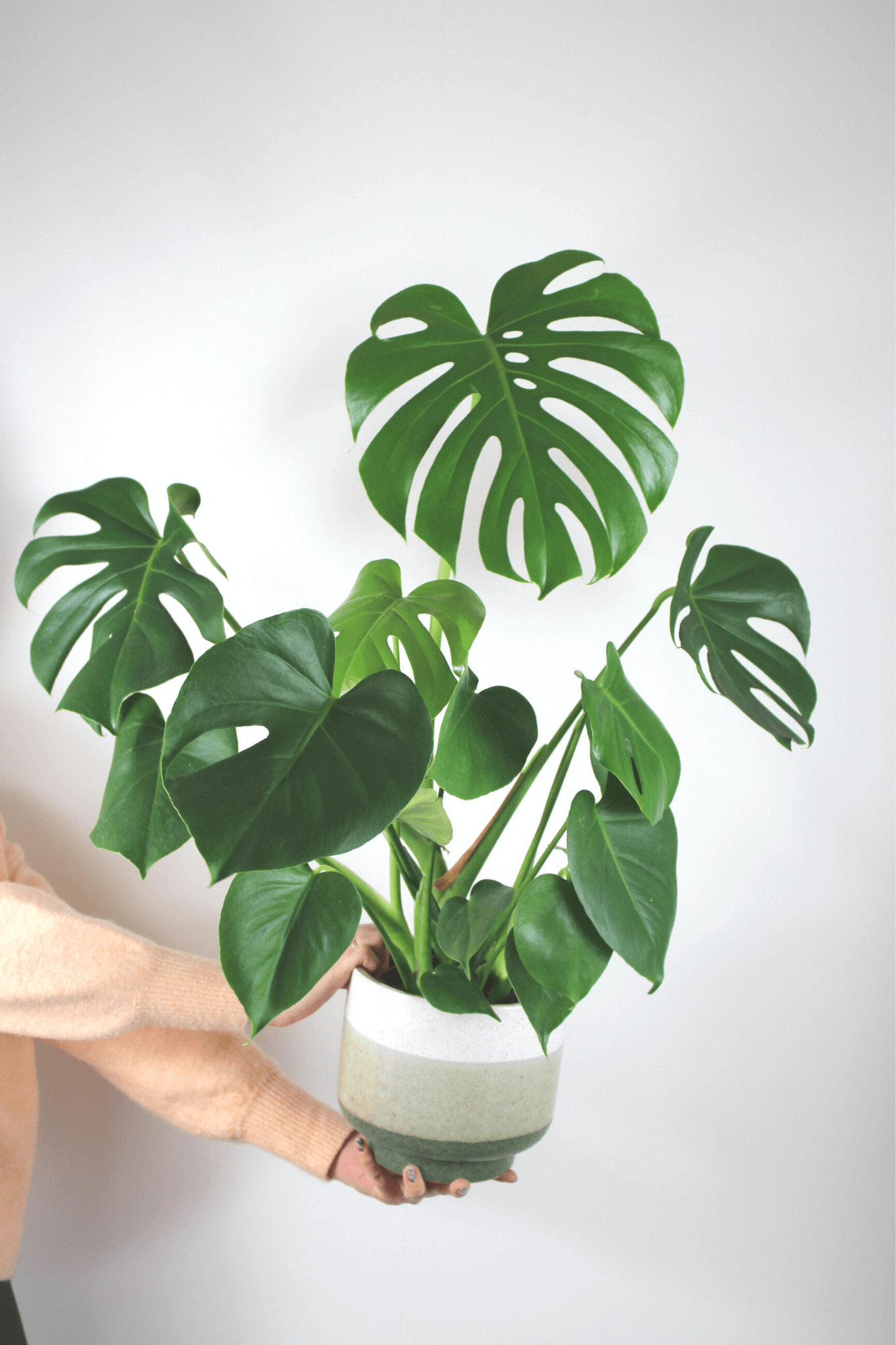 Plante Verte - Monstera