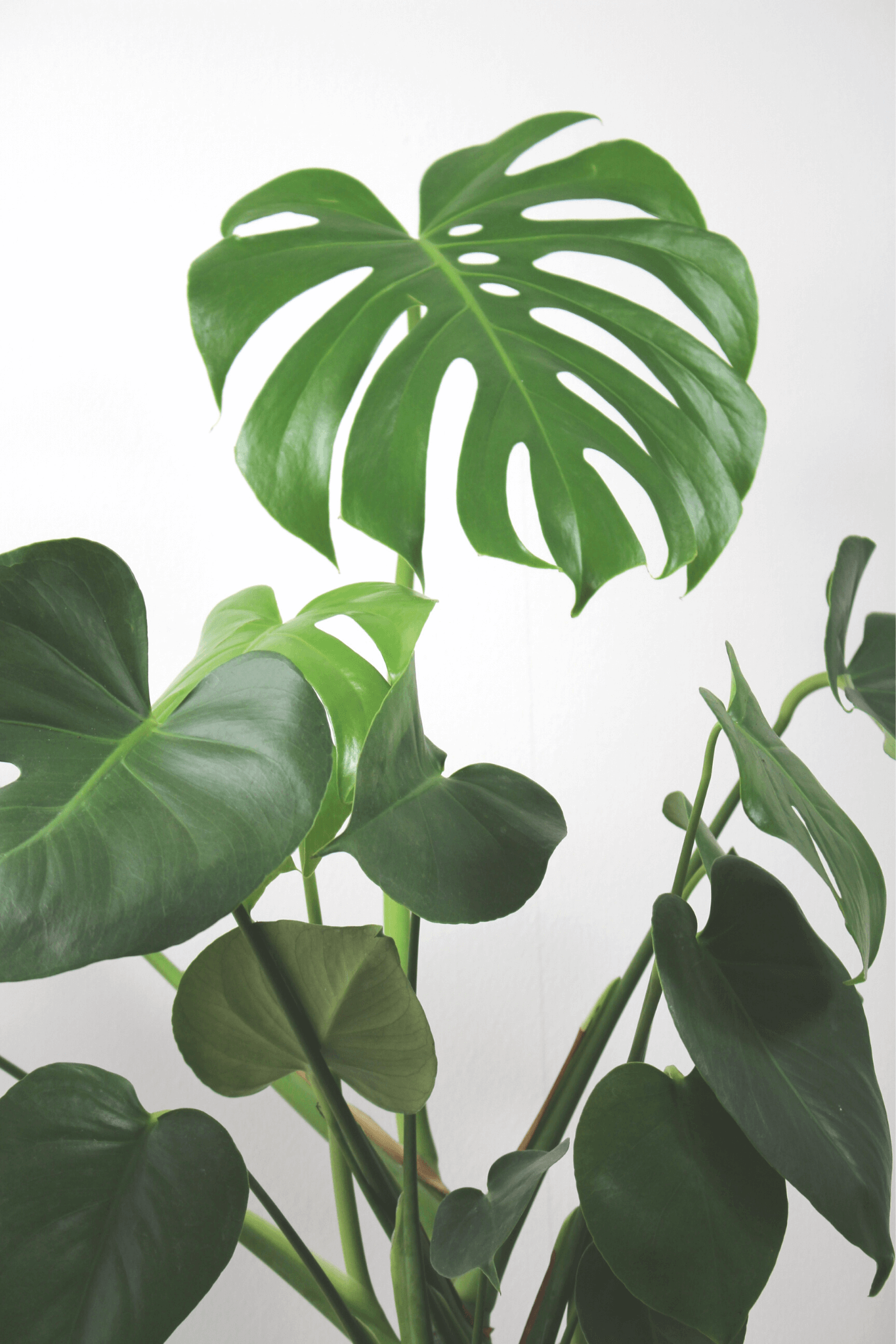 Plante Verte - Monstera