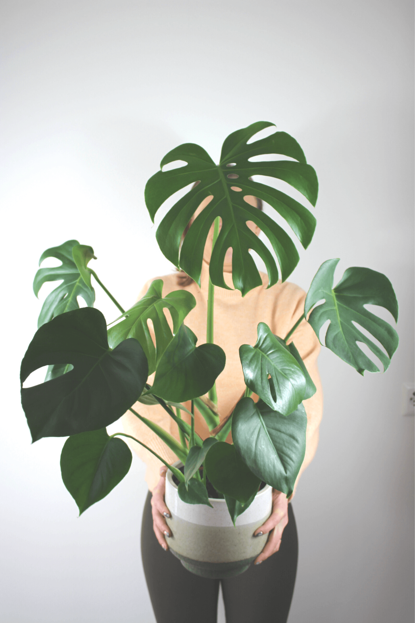 Plante Verte - Monstera