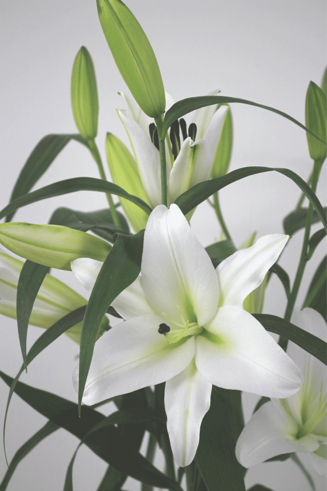Bouquet annuel - Lys Blanc Oriental - Osiris Fleurs