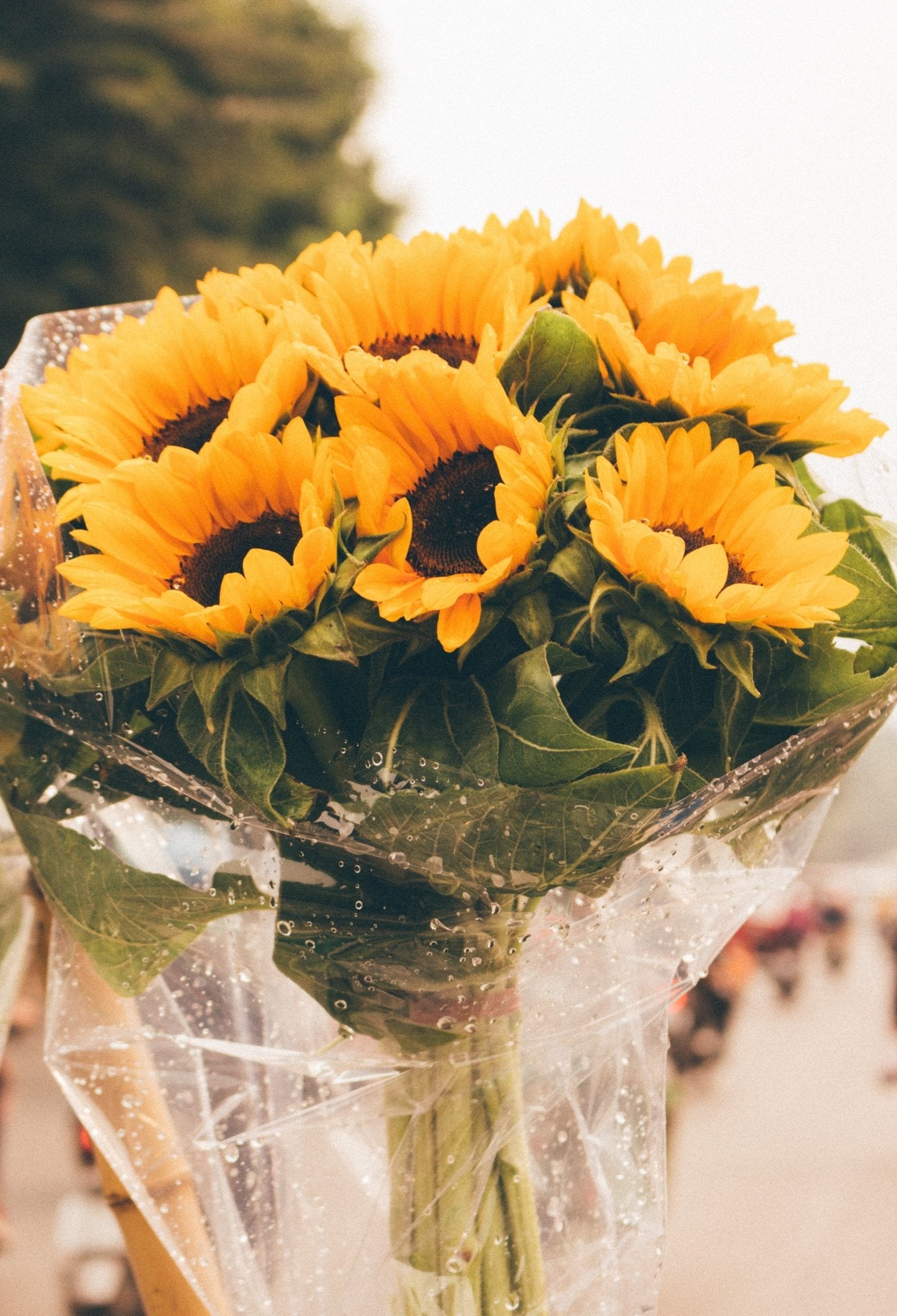 Bouquet de saison - Tournesols du pays - Osiris Fleurs