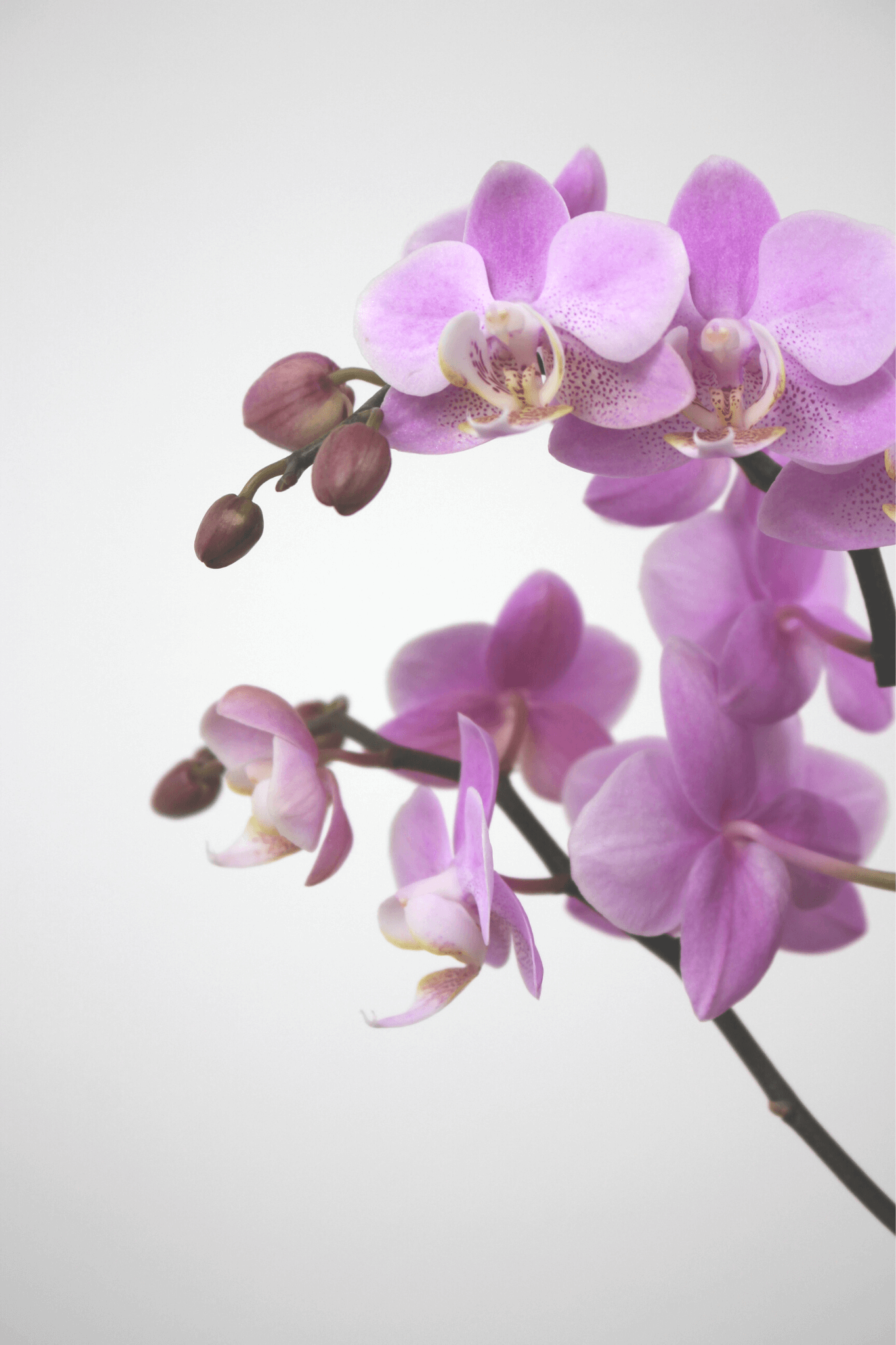 Orchidée premium avec cache - pot - Osiris Fleurs