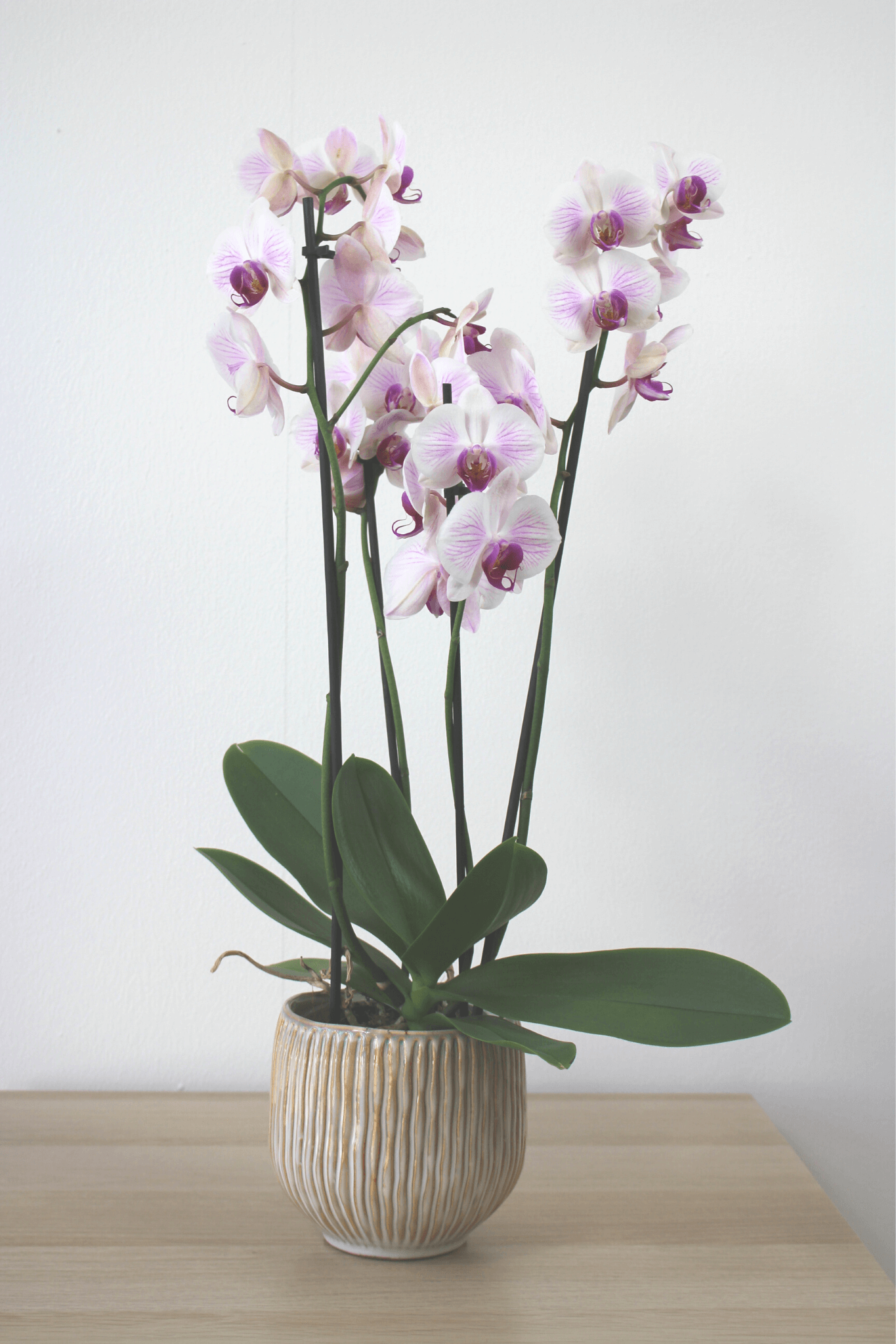 Orchidée premium avec cache - pot - Osiris Fleurs