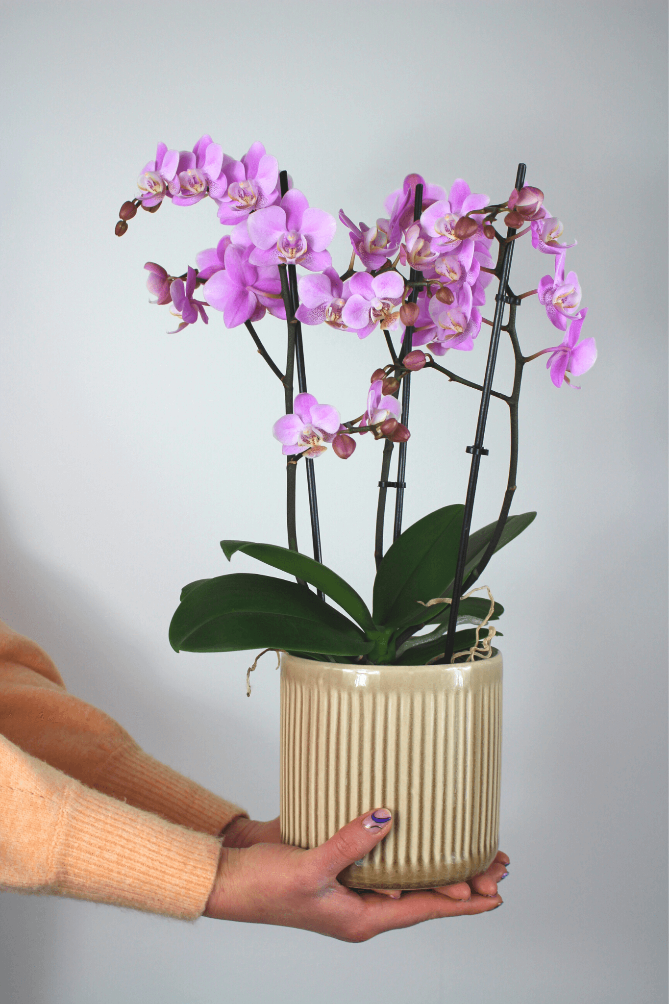 Orchidée premium avec cache - pot - Osiris Fleurs