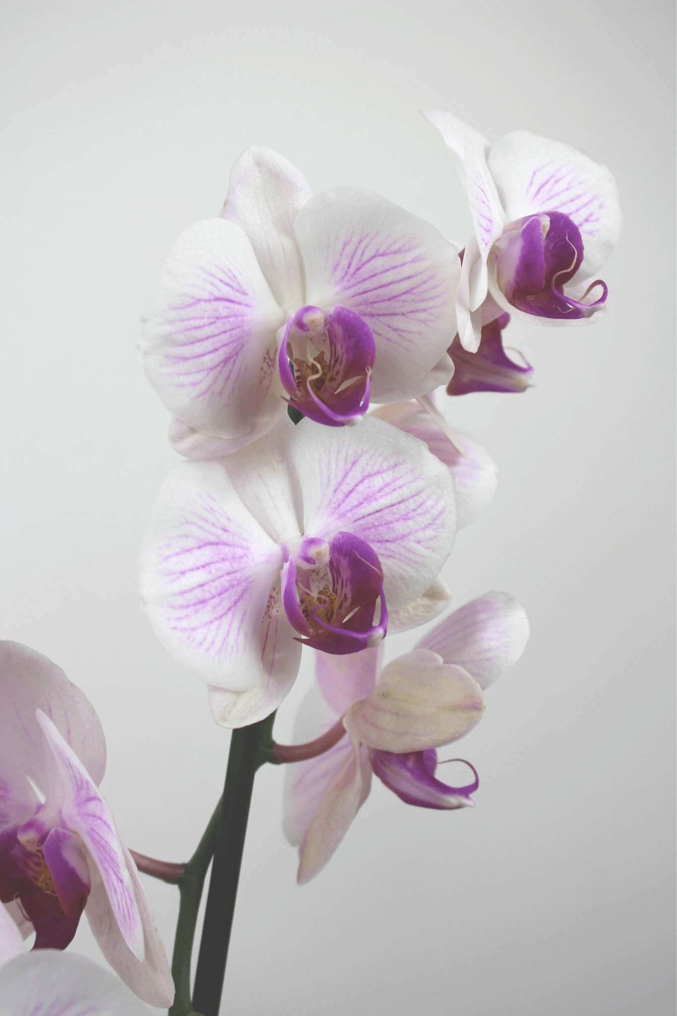 Orchidée premium avec cache - pot - Osiris Fleurs