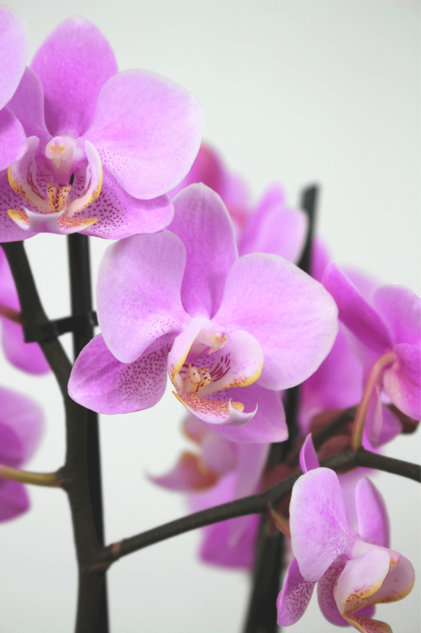 Orchidée premium avec cache - pot - Osiris Fleurs
