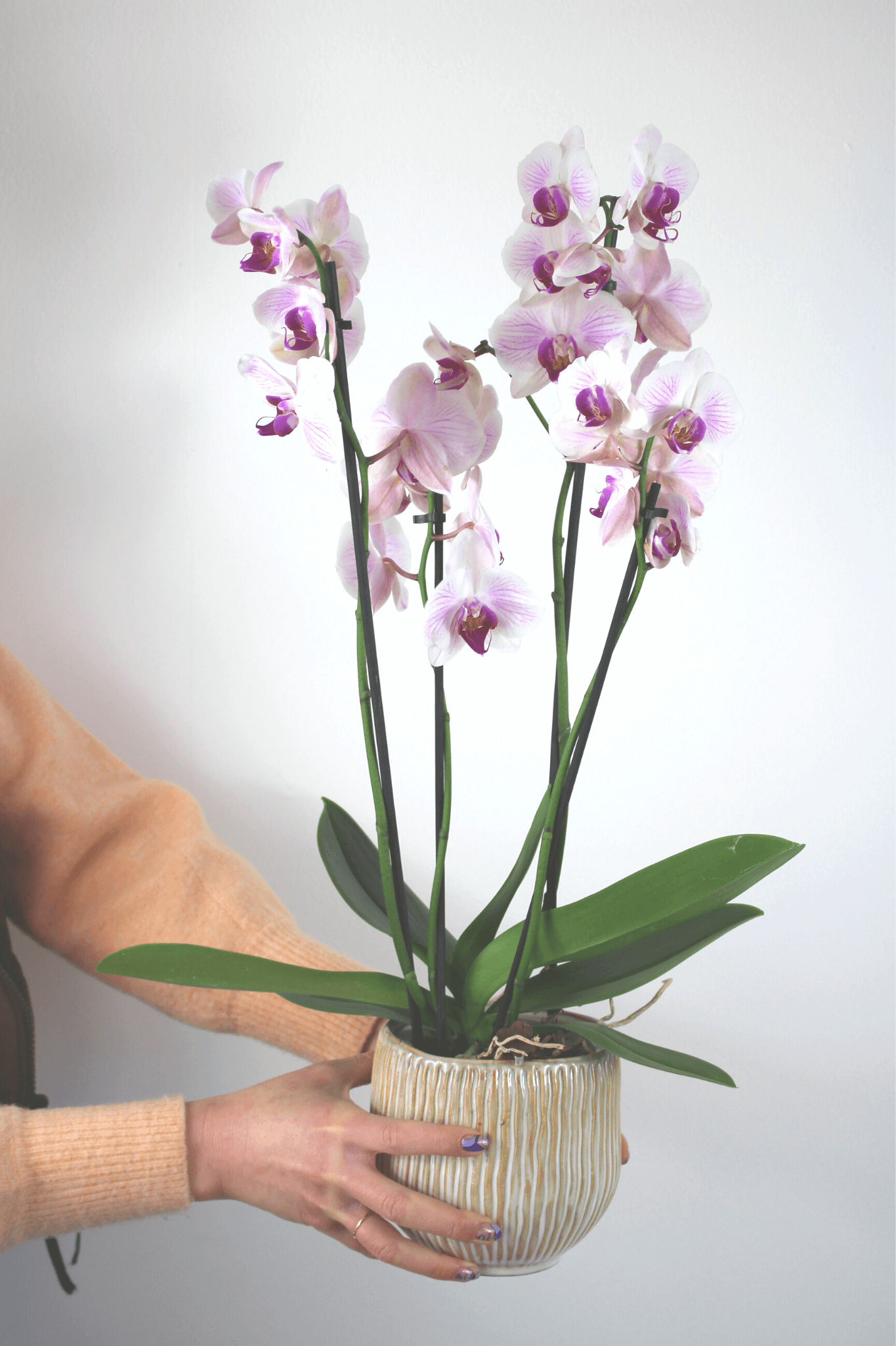 Orchidée premium avec cache - pot - Osiris Fleurs