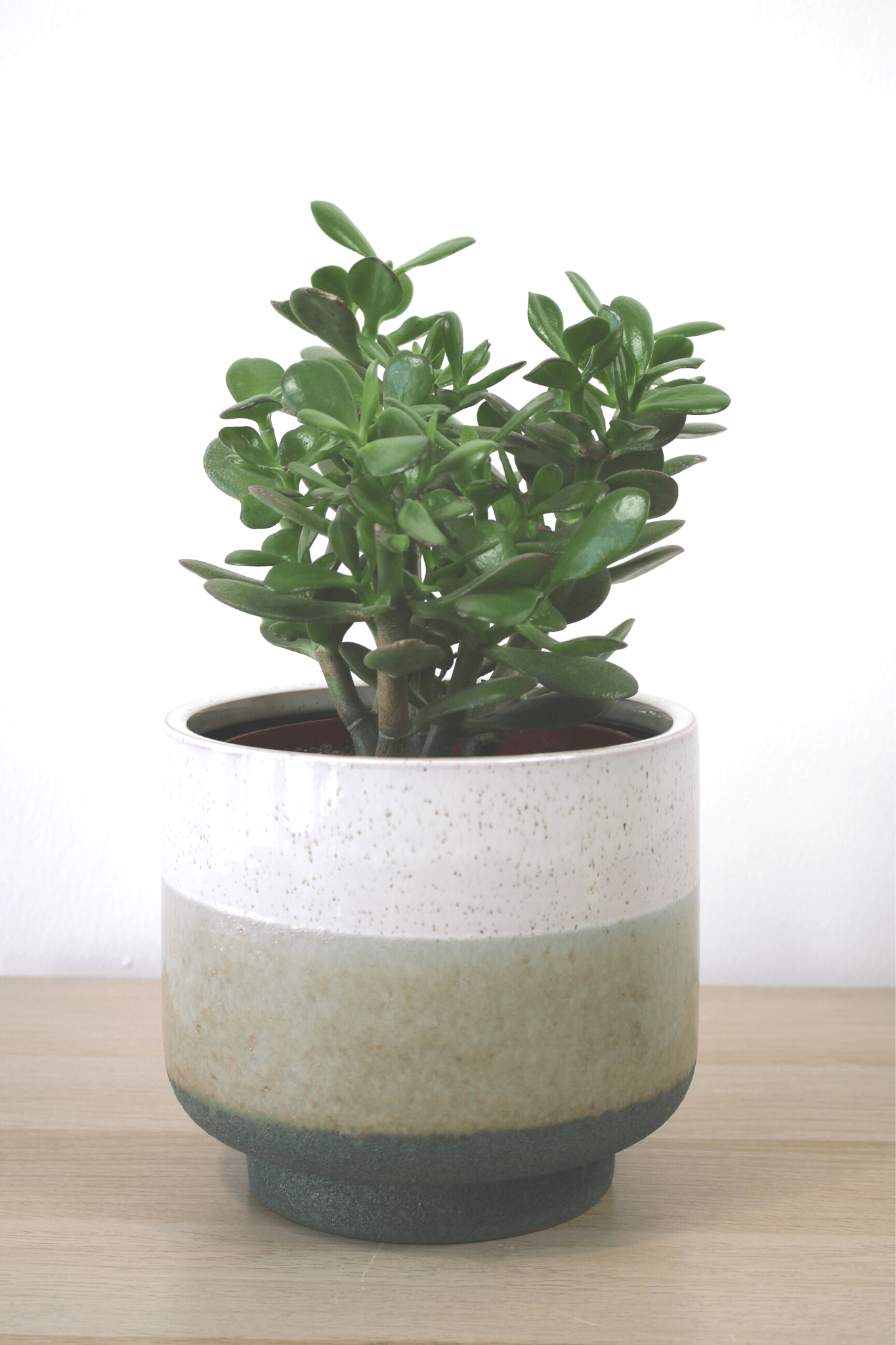 Plante Verte - Arbre de Jade ( Crasula) - Osiris Fleurs
