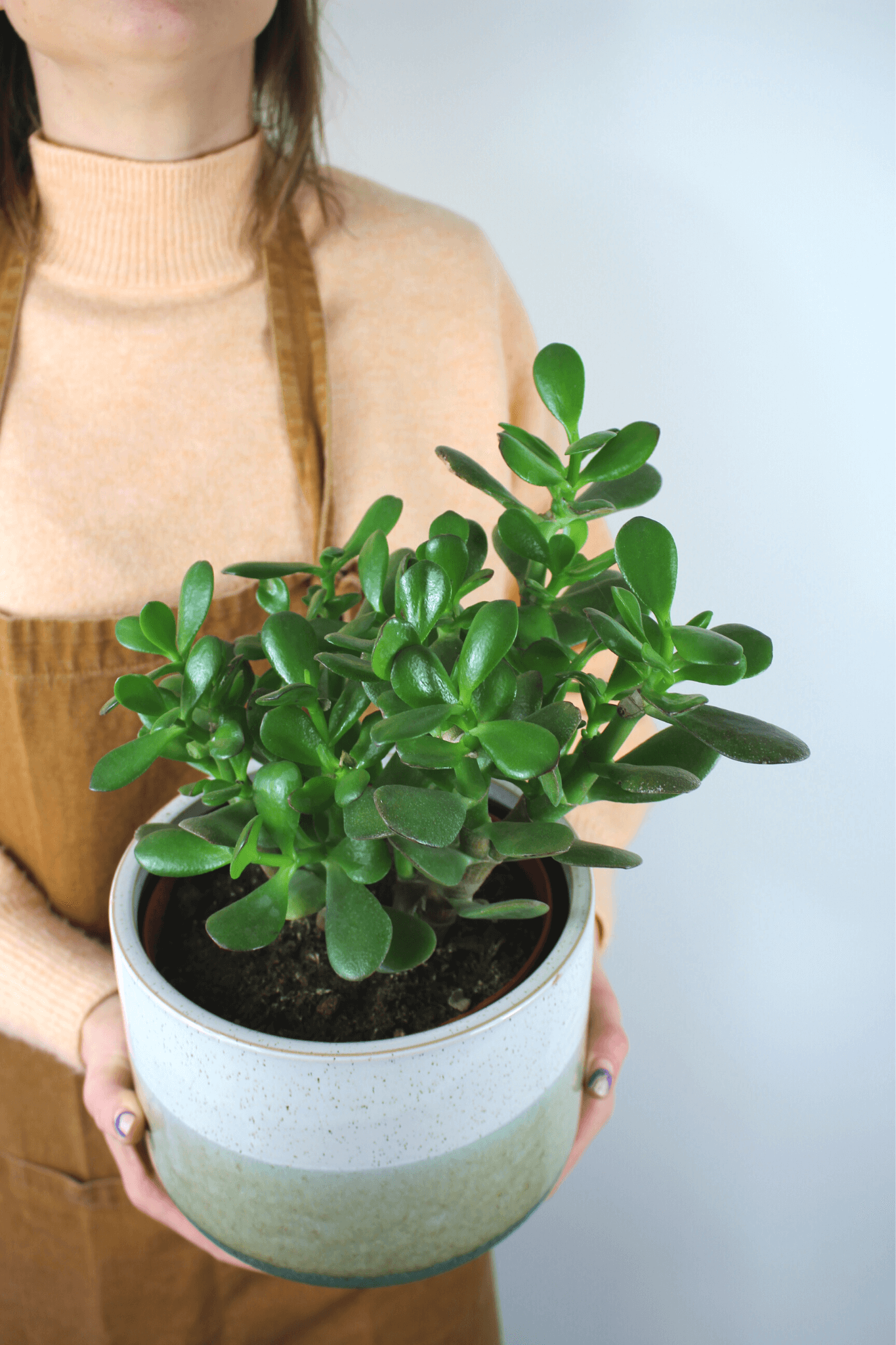 Plante Verte - Arbre de Jade ( Crasula) - Osiris Fleurs