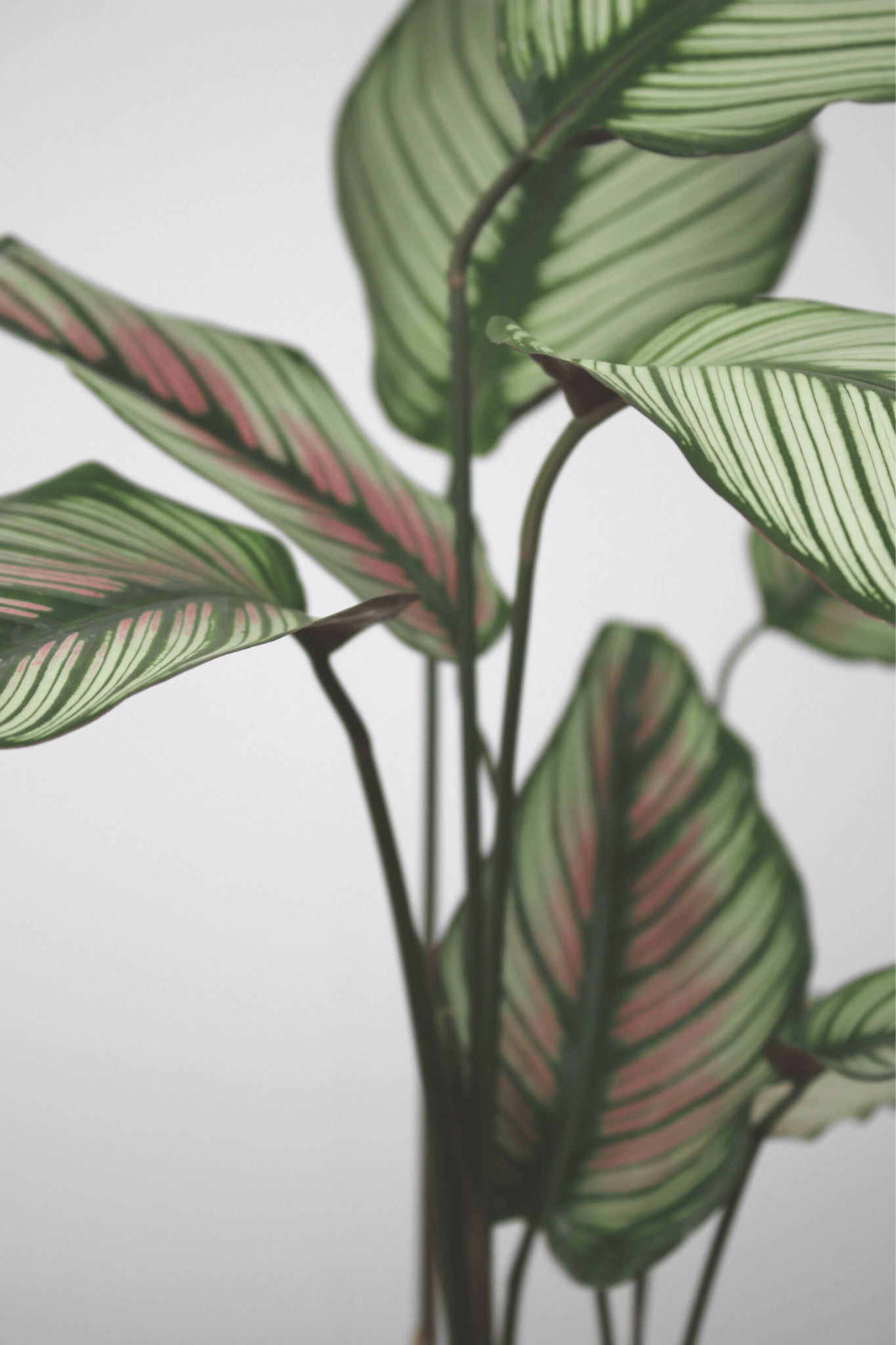 Plante Verte - Calathea Majestica - Osiris Fleurs