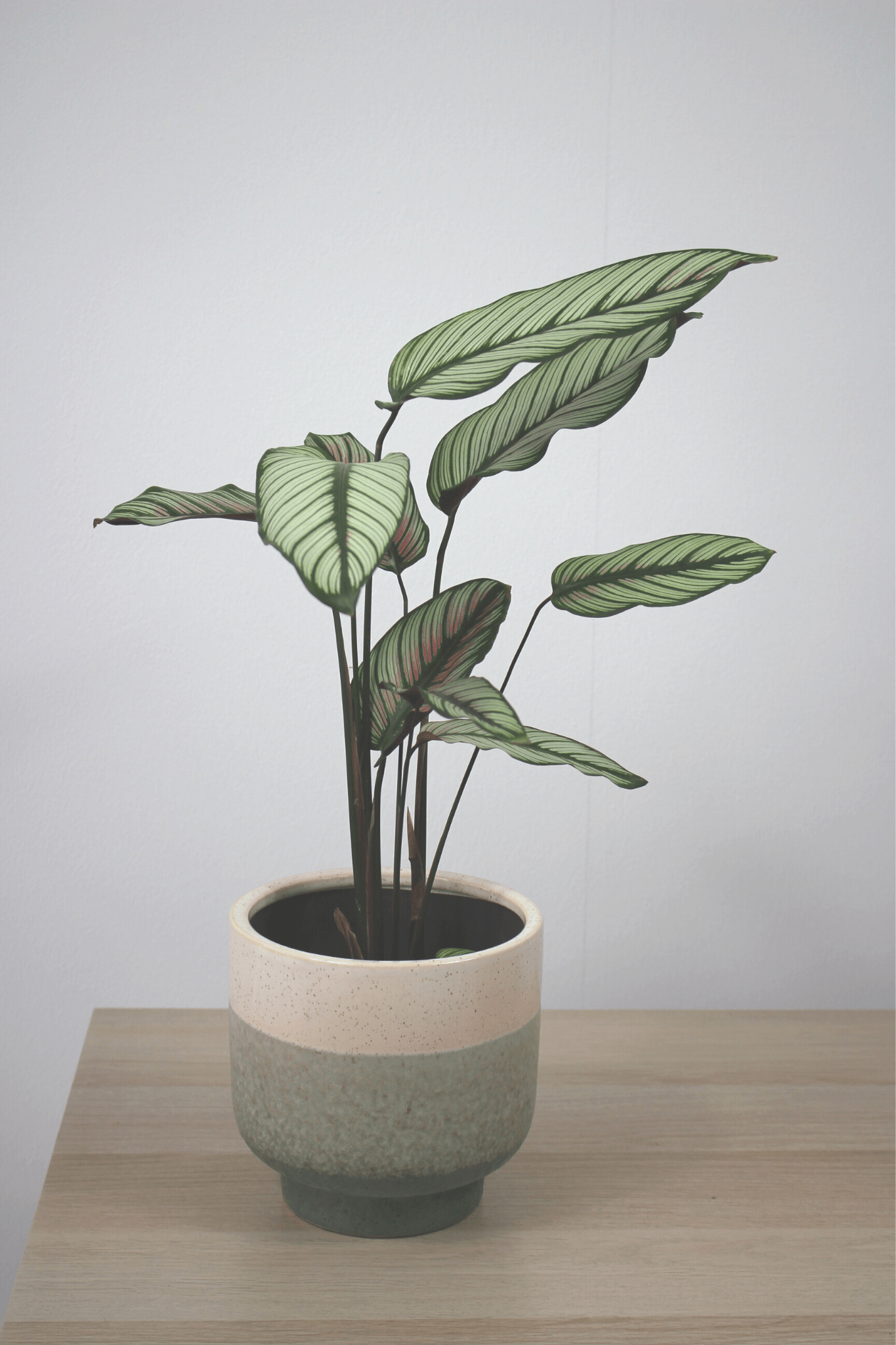 Plante Verte - Calathea Majestica - Osiris Fleurs