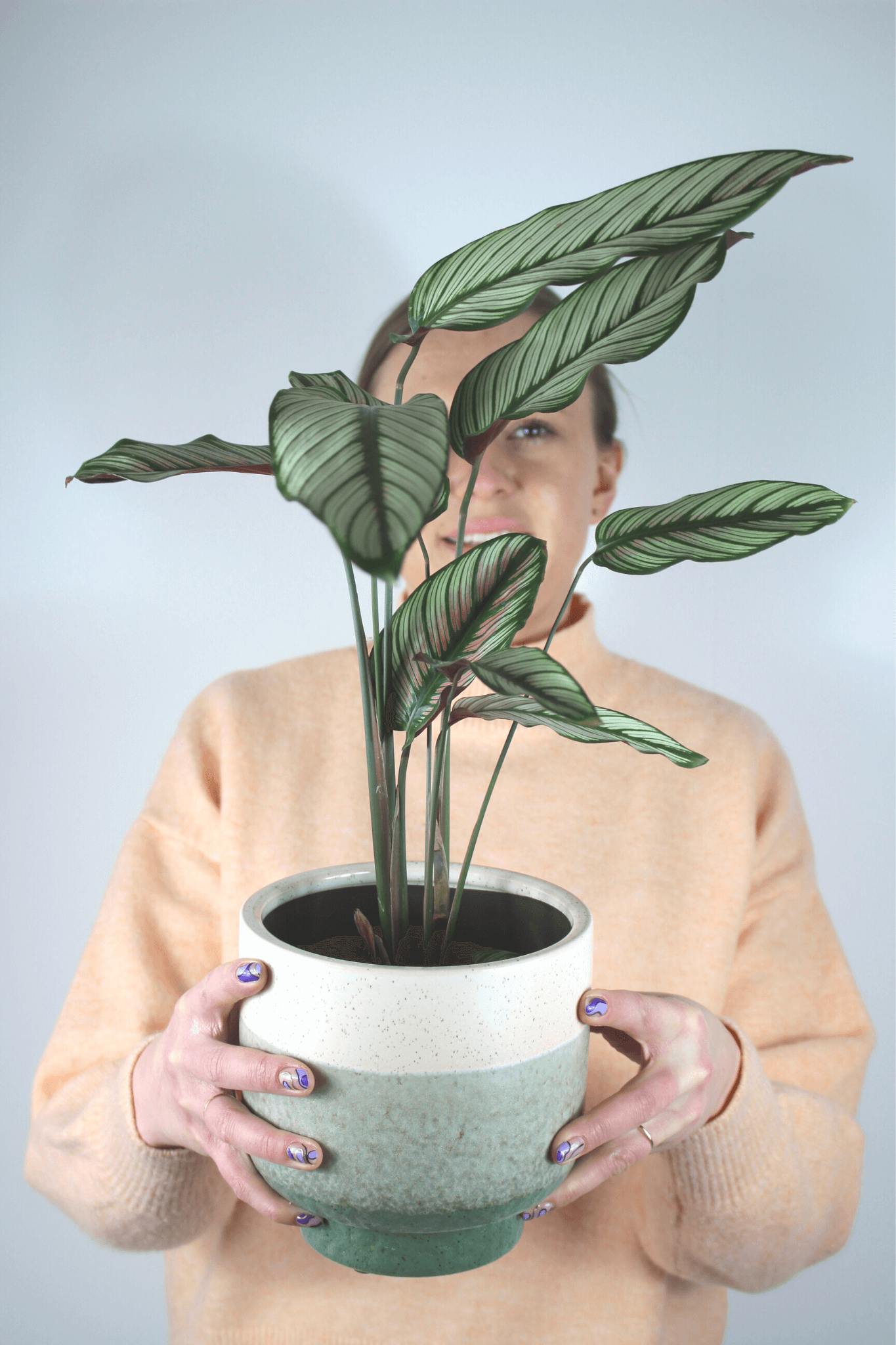 Plante Verte - Calathea Majestica - Osiris Fleurs