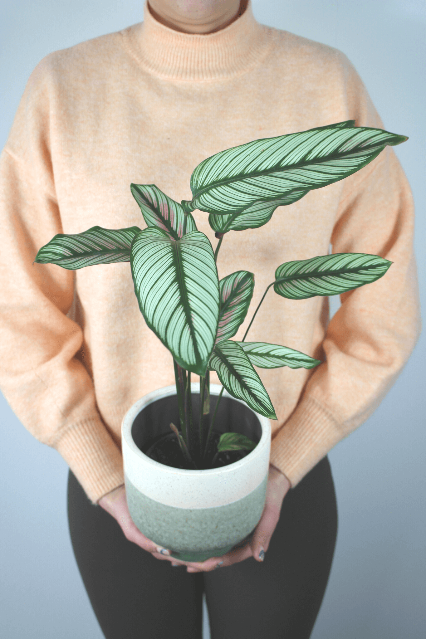 Plante Verte - Calathea Majestica - Osiris Fleurs