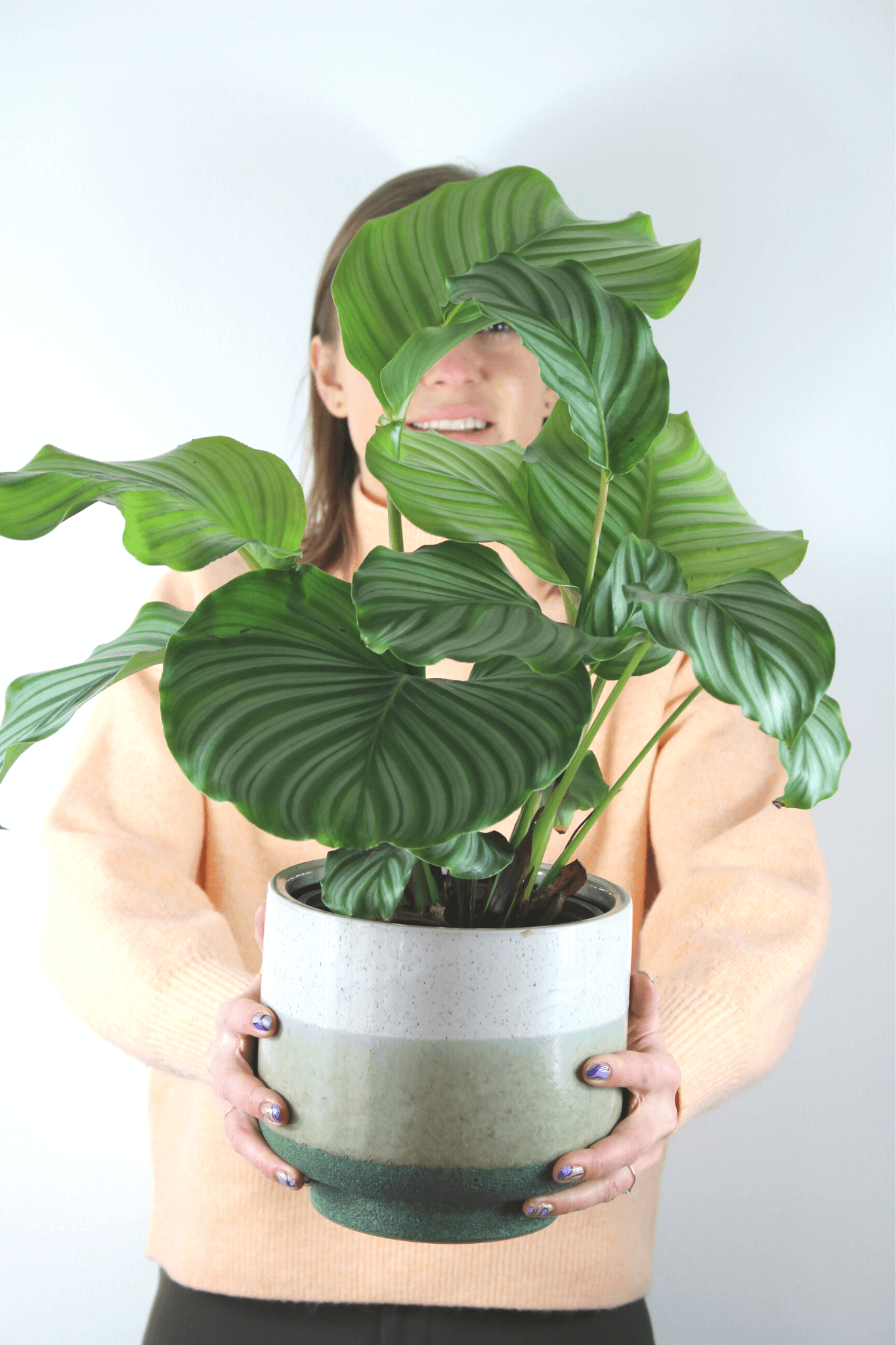 Plante Verte - Calathea Orbifolia - Osiris Fleurs