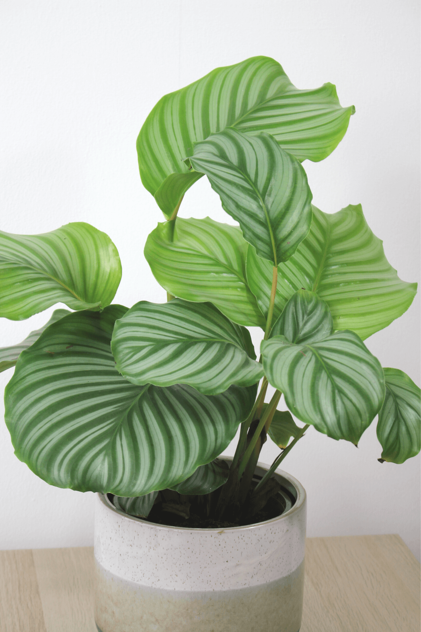 Plante Verte - Calathea Orbifolia - Osiris Fleurs