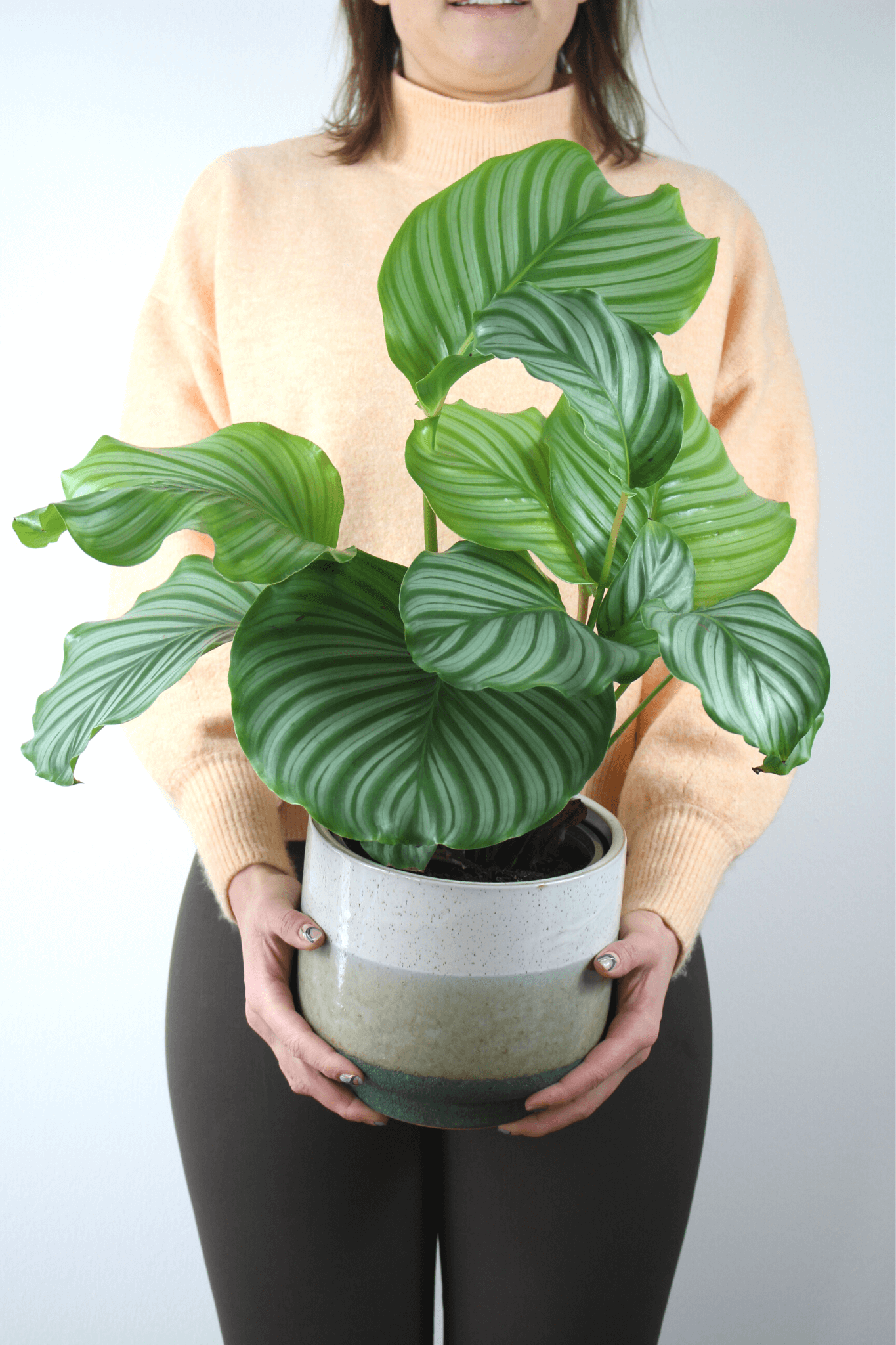 Plante Verte - Calathea Orbifolia - Osiris Fleurs