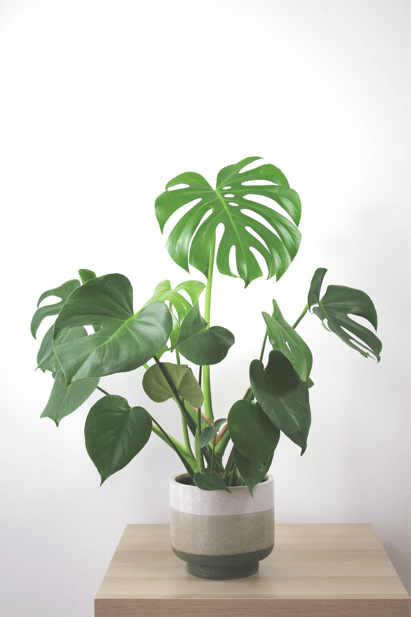 Plante Verte - Monstera - Osiris Fleurs