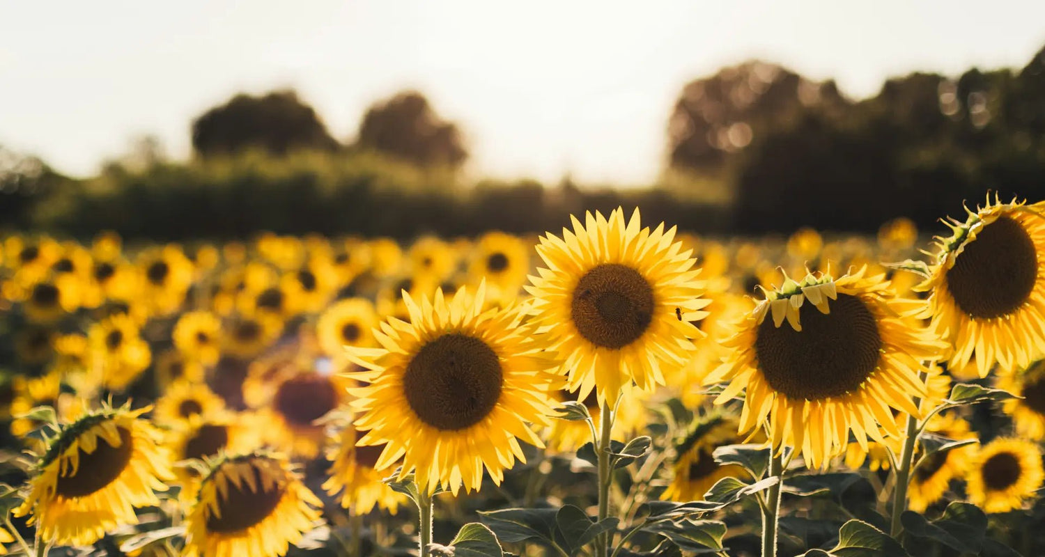 Tournesols - Osiris Fleurs