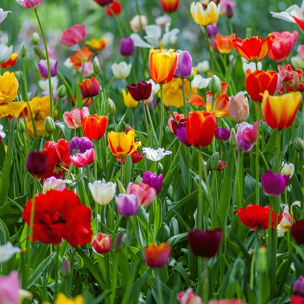 Tulipes - Osiris Fleurs