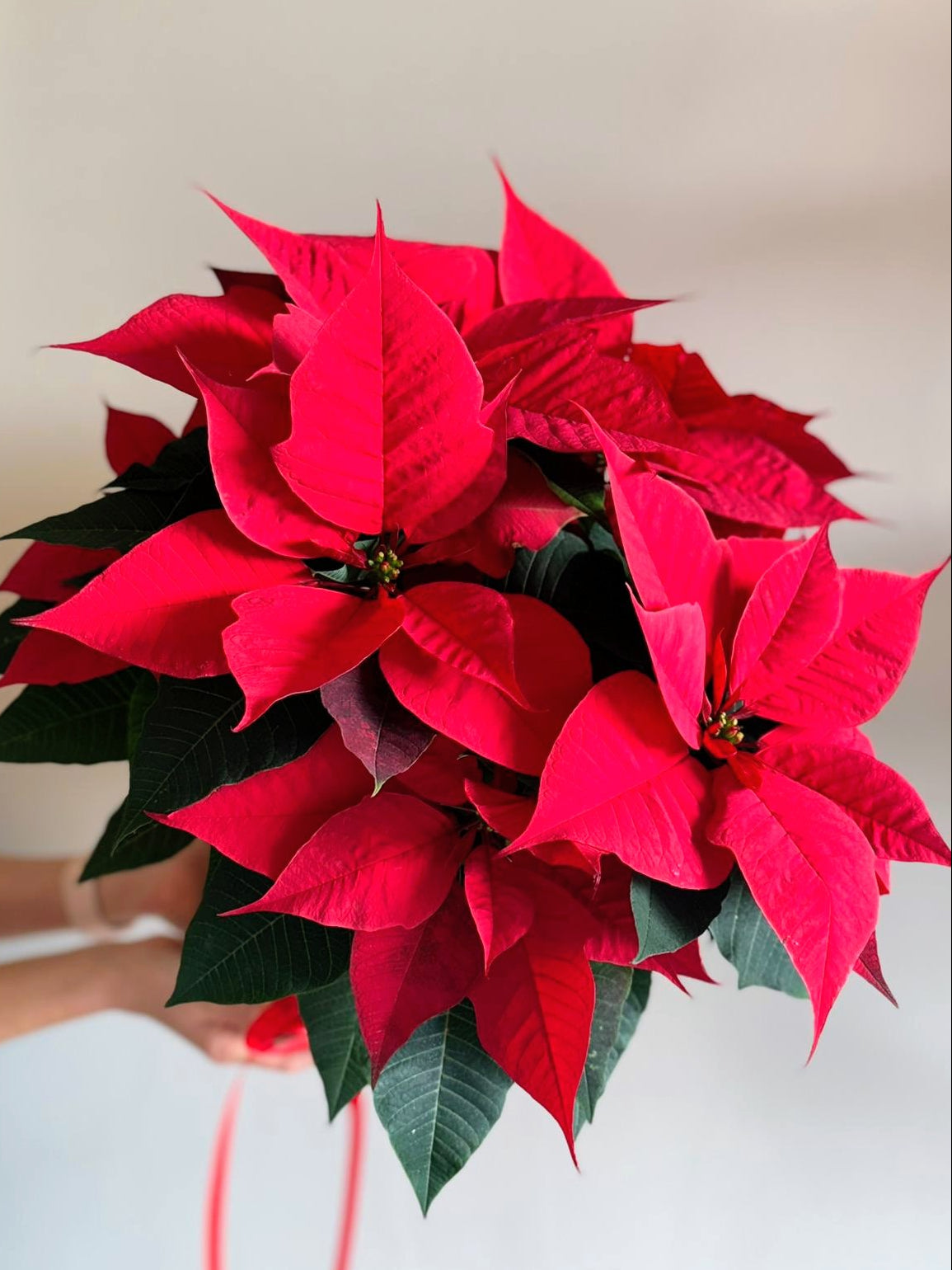 Etoile de Noël - Poinsettia