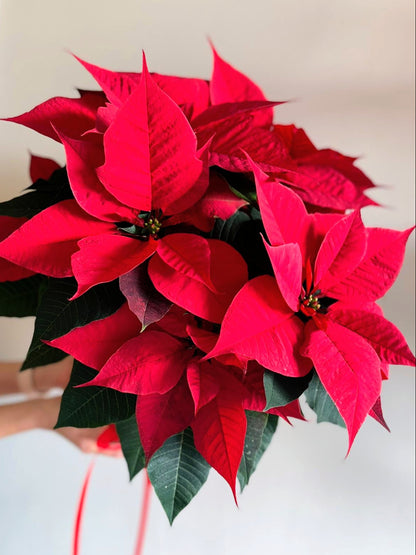 Etoile de Noël - Poinsettia