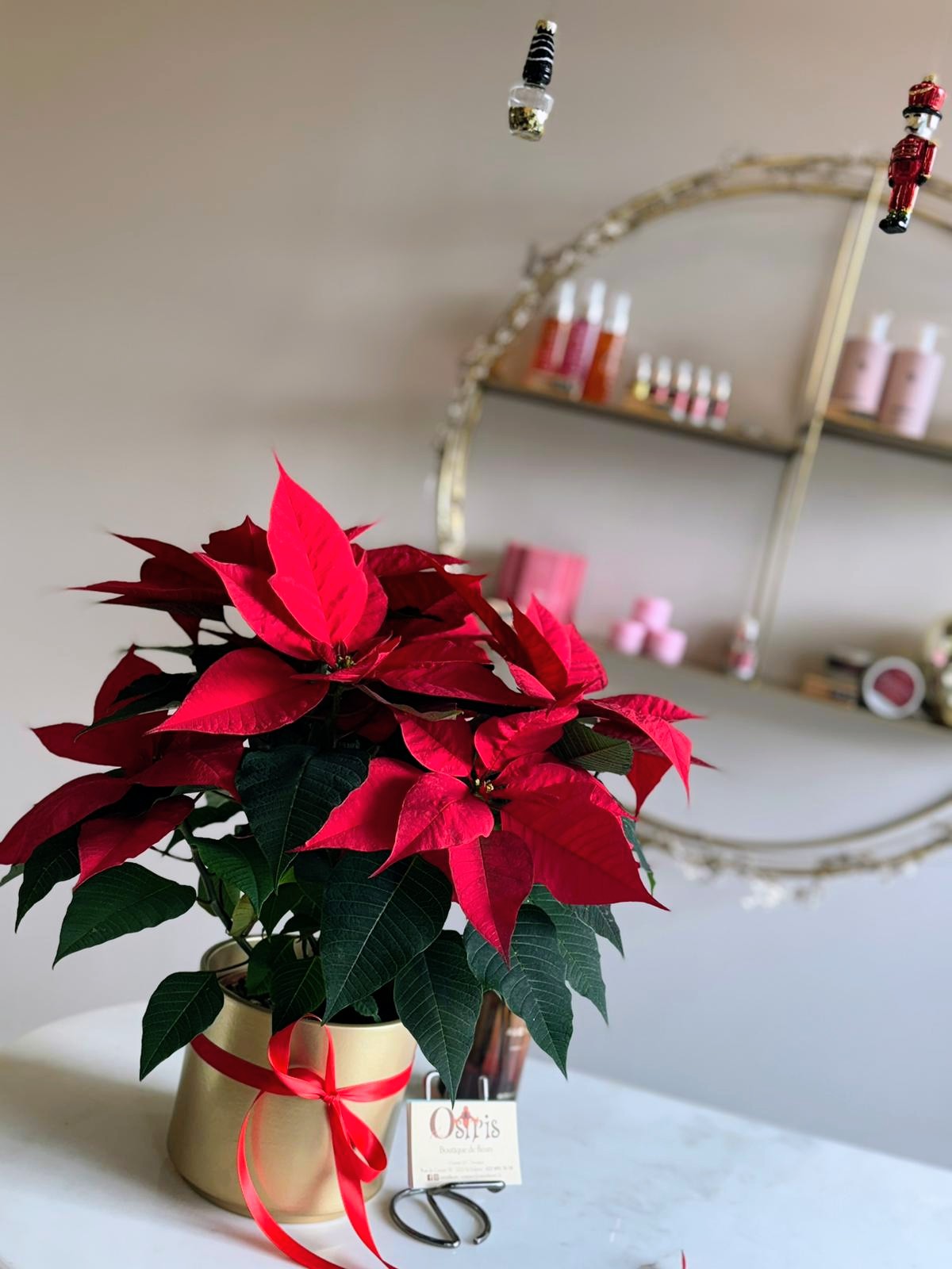 Etoile de Noël - Poinsettia