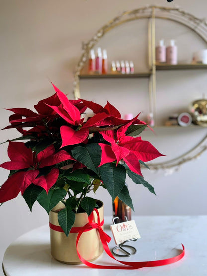 Etoile de Noël - Poinsettia