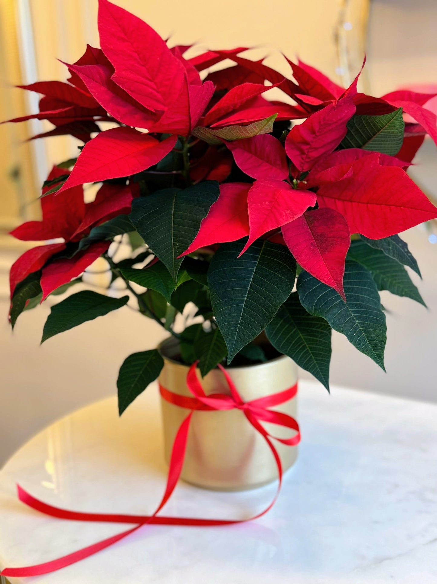 Etoile de Noël - Poinsettia